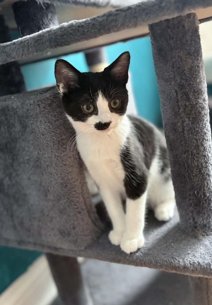Enlarge Hamish, a Adoptable Domestic Short Hair in Homer Glen, IL image 2/2