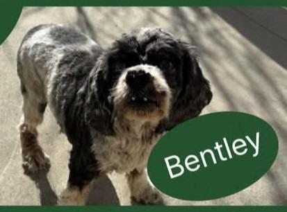 Enlarge BENTLEY, a Adoptable Schnauzer in Quincy, CA image 1/1