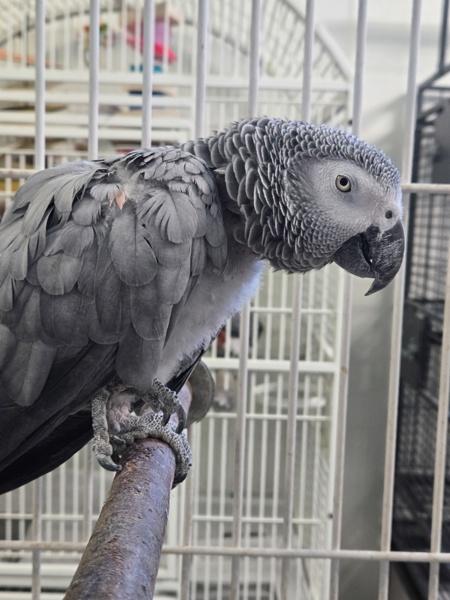 Enlarge Nikki, a Adoptable African Grey in Elizabeth, CO image 2/2