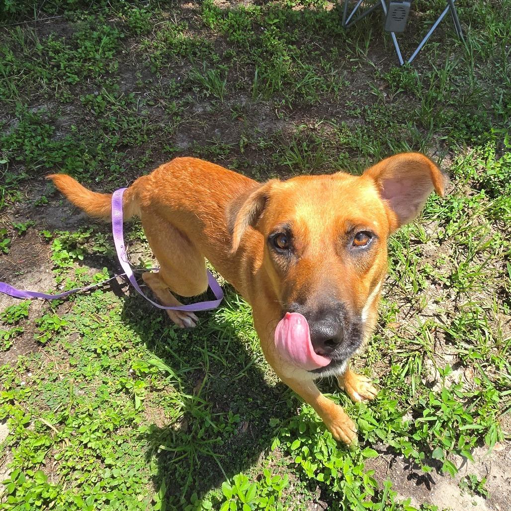 Georgia, Adoptable, Adult Female Mixed Breed.