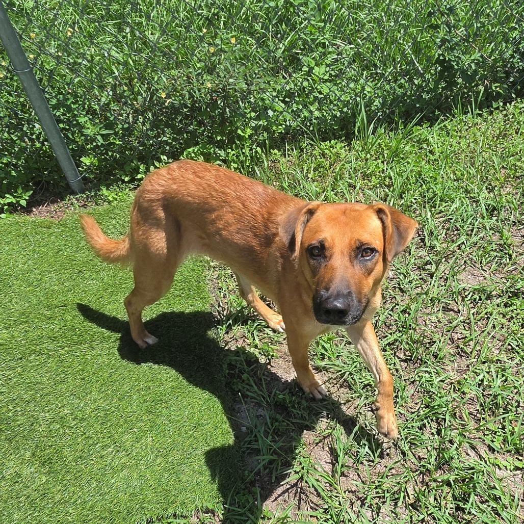 Enlarge Georgia, a Adoptable Mixed Breed in Lake Panasoffkee, FL image 2/5
