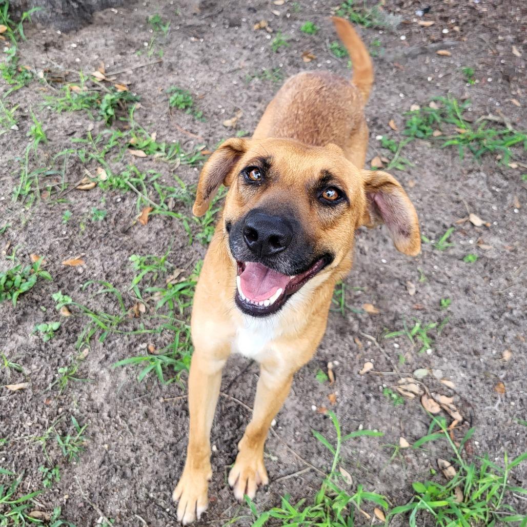 Enlarge Georgia, a Adoptable Mixed Breed in Lake Panasoffkee, FL image 3/5