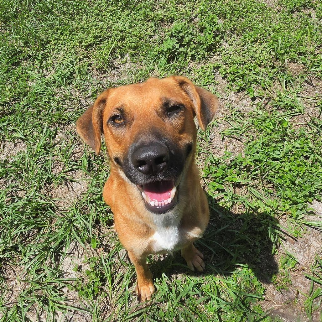 Enlarge Georgia, a Adoptable Mixed Breed in Lake Panasoffkee, FL image 4/5