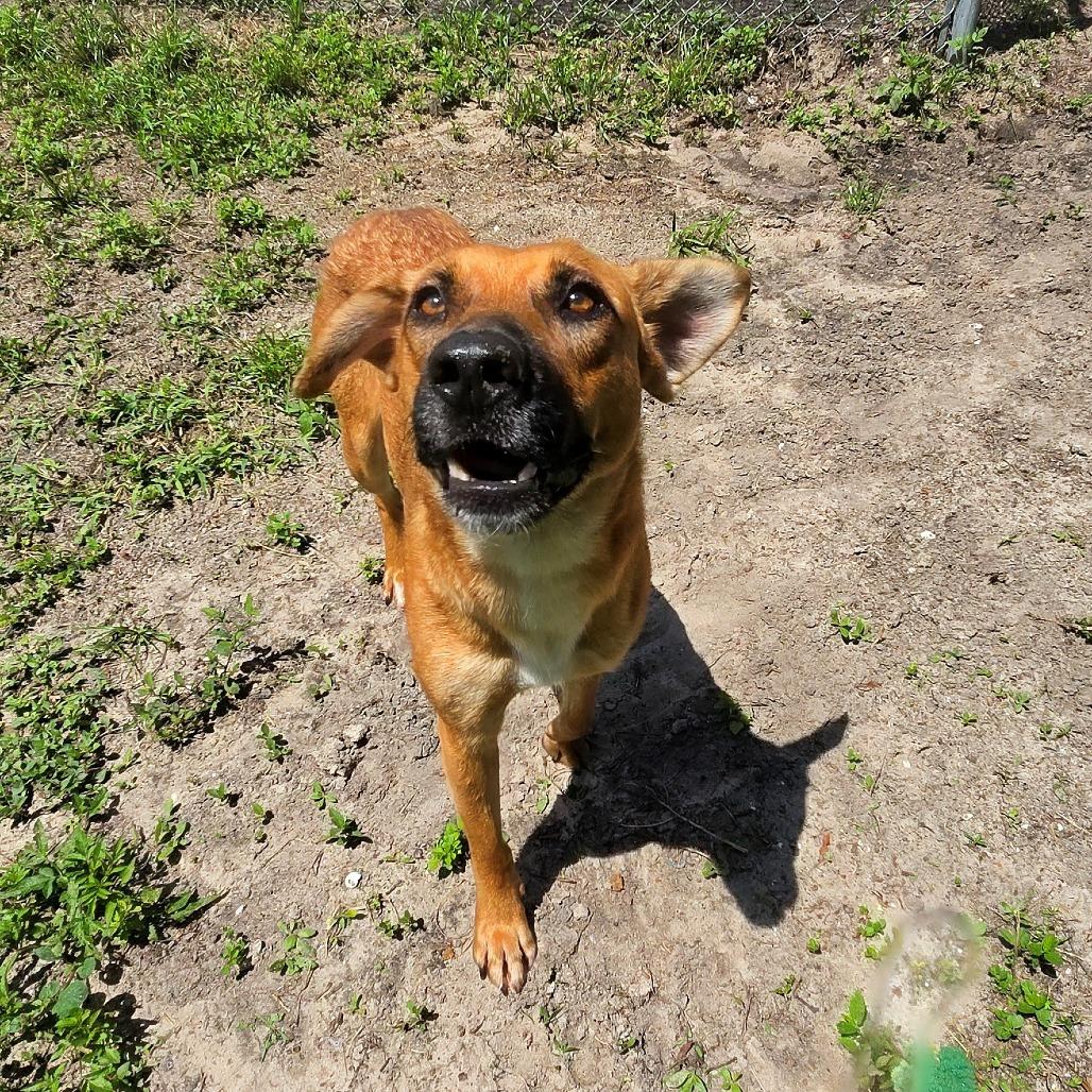 Enlarge Georgia, a Adoptable Mixed Breed in Lake Panasoffkee, FL image 5/5