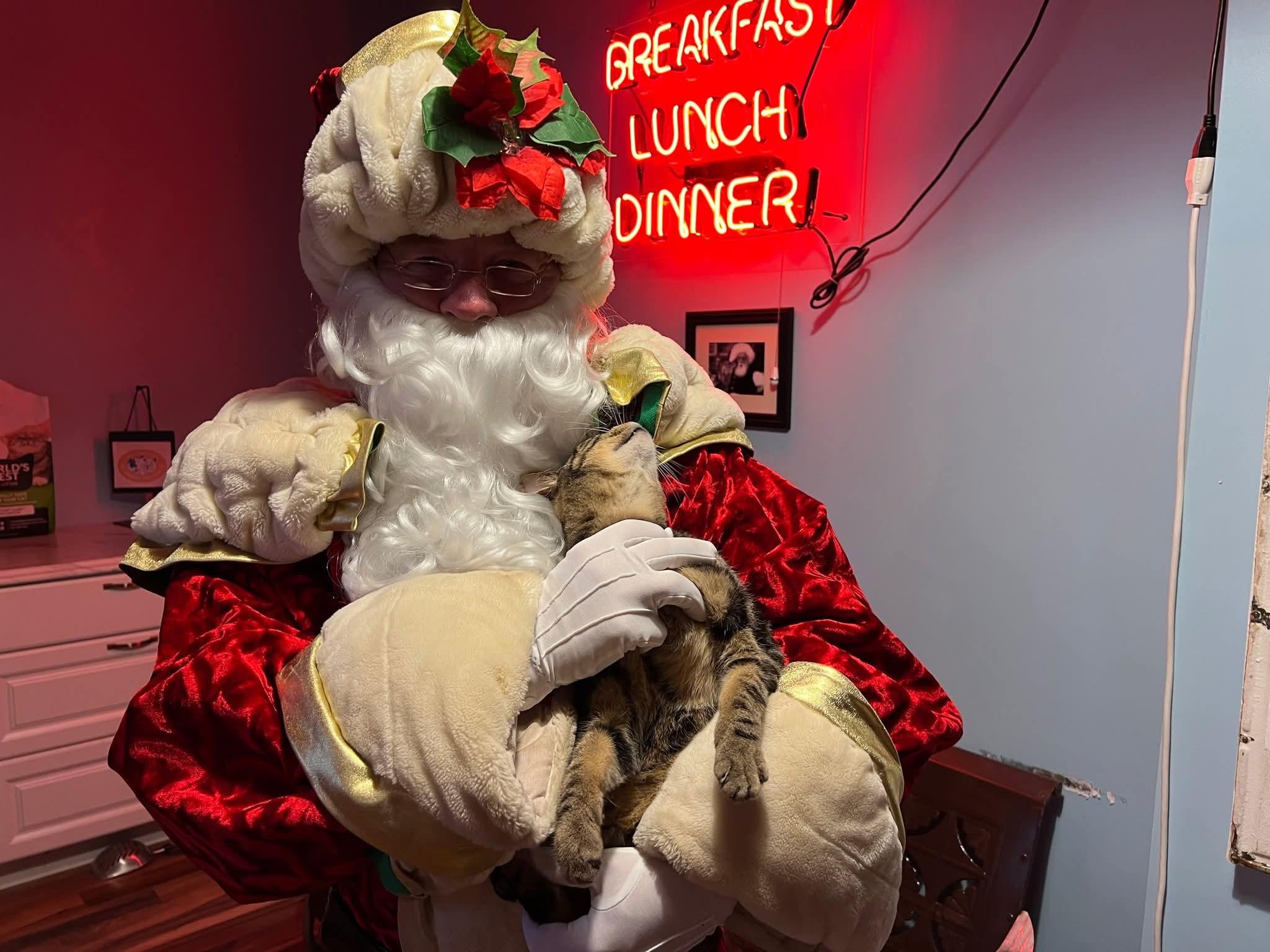 Enlarge Drumstick , an adopted Tabby in Buffalo, NY image 4/4