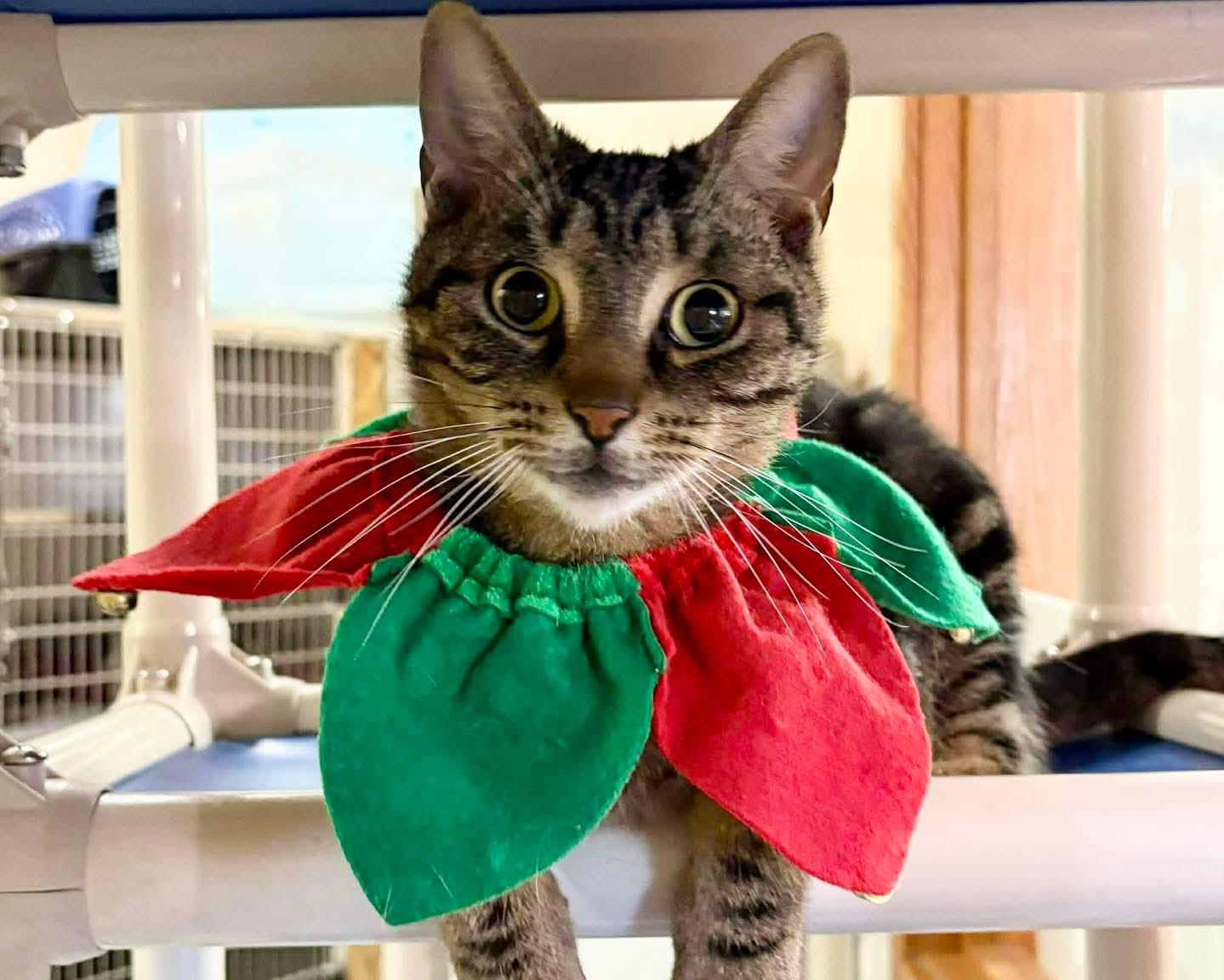 Enlarge Drumstick , an adopted Tabby in Buffalo, NY image 1/4