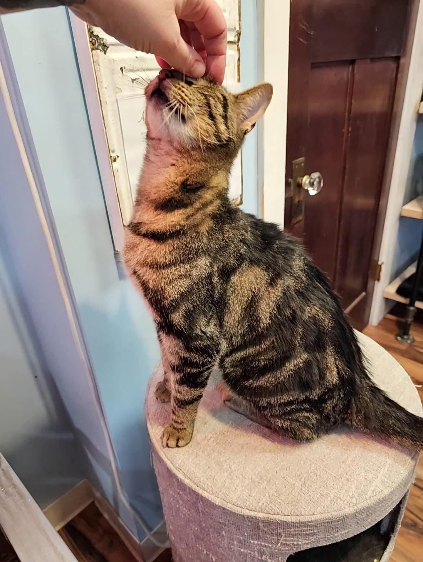 Enlarge Drumstick , an adopted Tabby in Buffalo, NY image 3/4