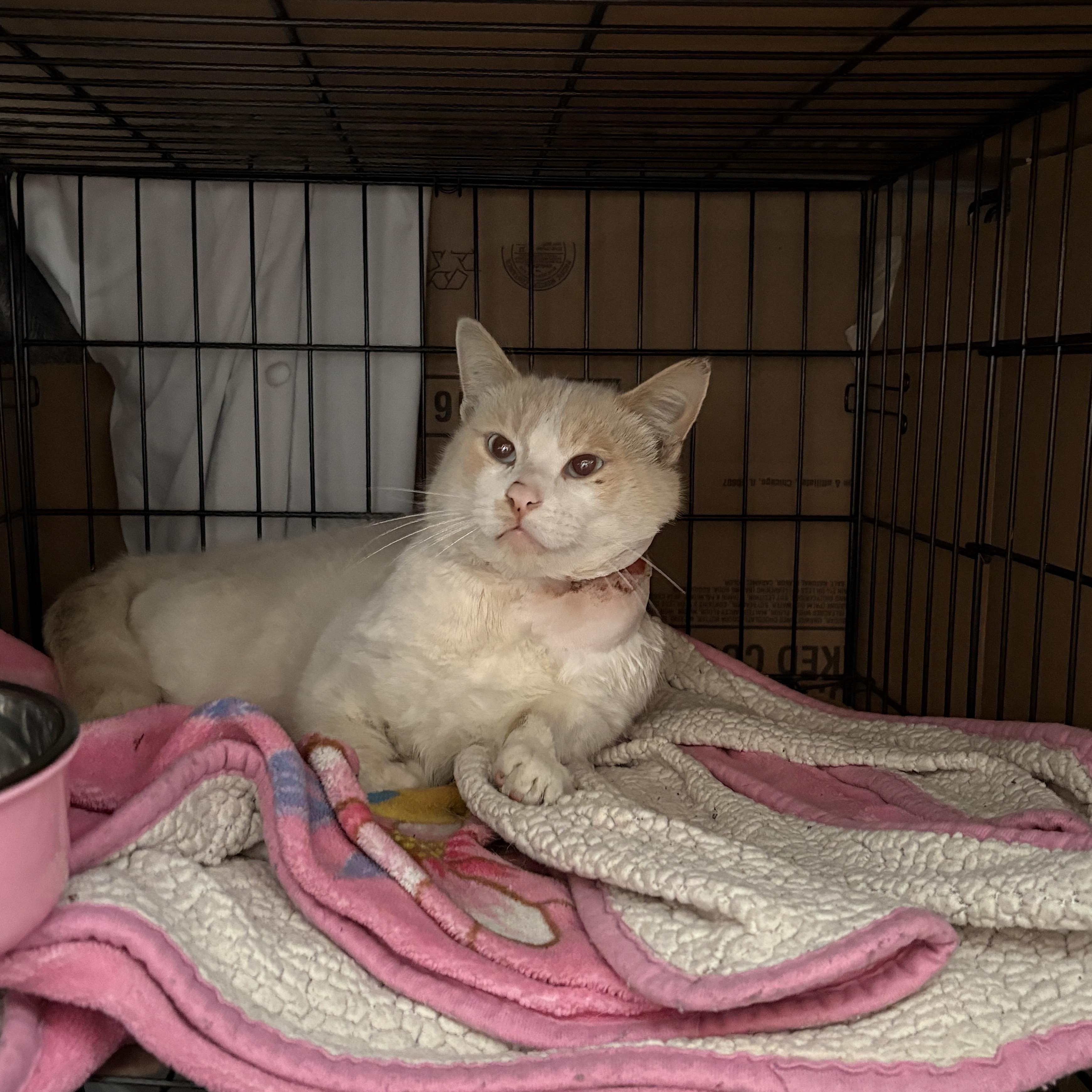 Greyson , ADOPTABLE, Adult Male Siamese.