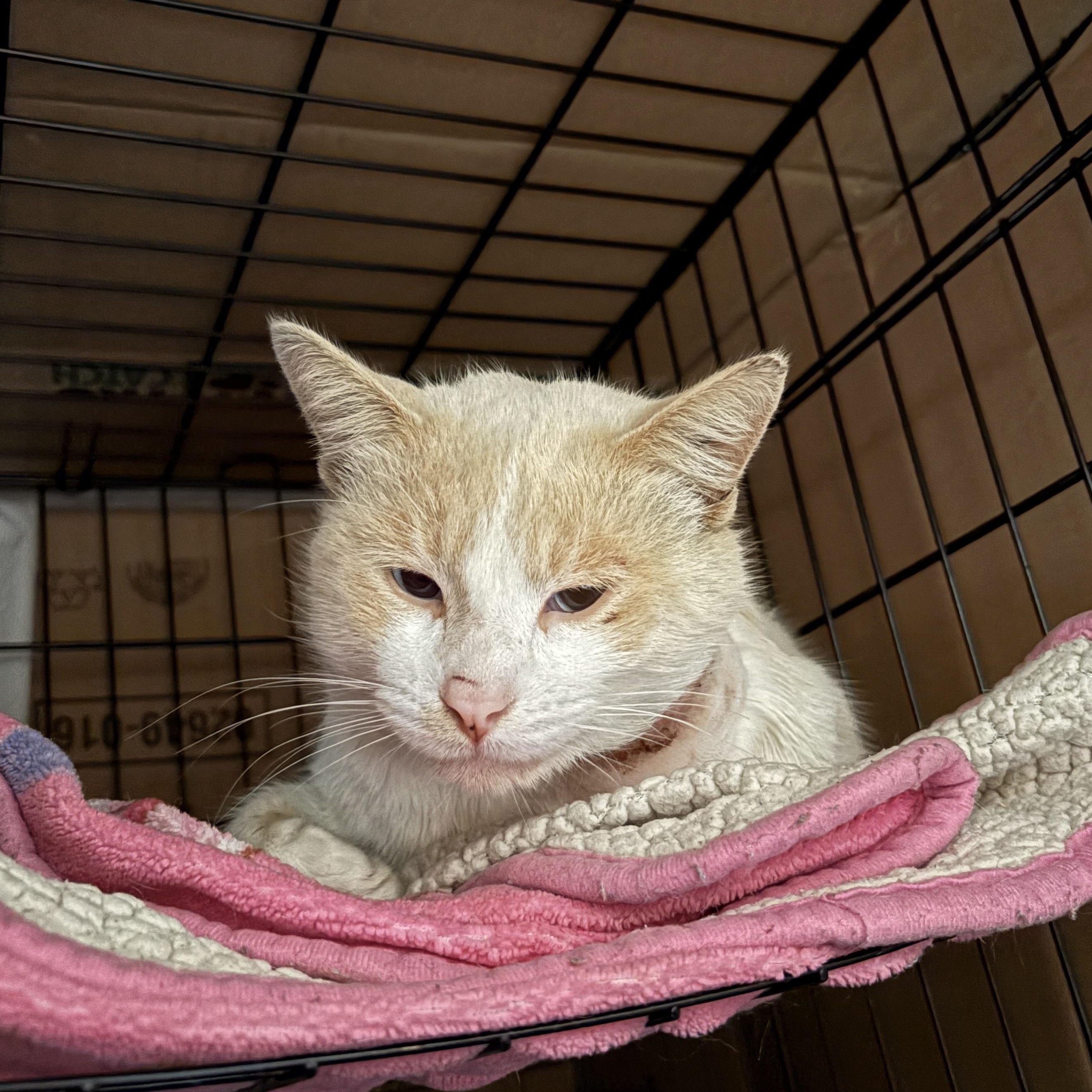 Enlarge Greyson , a ADOPTABLE mixed breed in Pacific Palisades, CA image 4/5