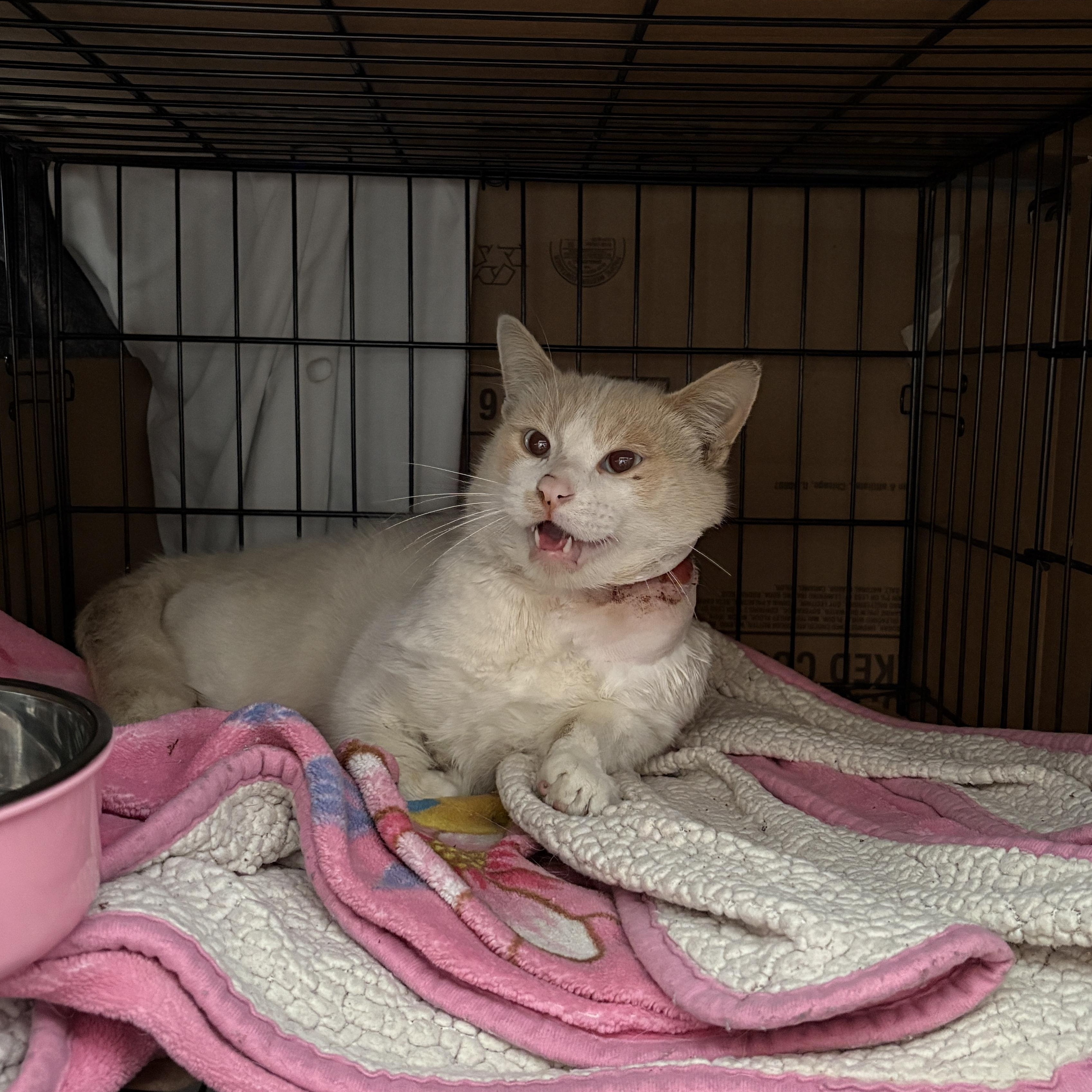Enlarge Greyson , a ADOPTABLE mixed breed in Pacific Palisades, CA image 2/5