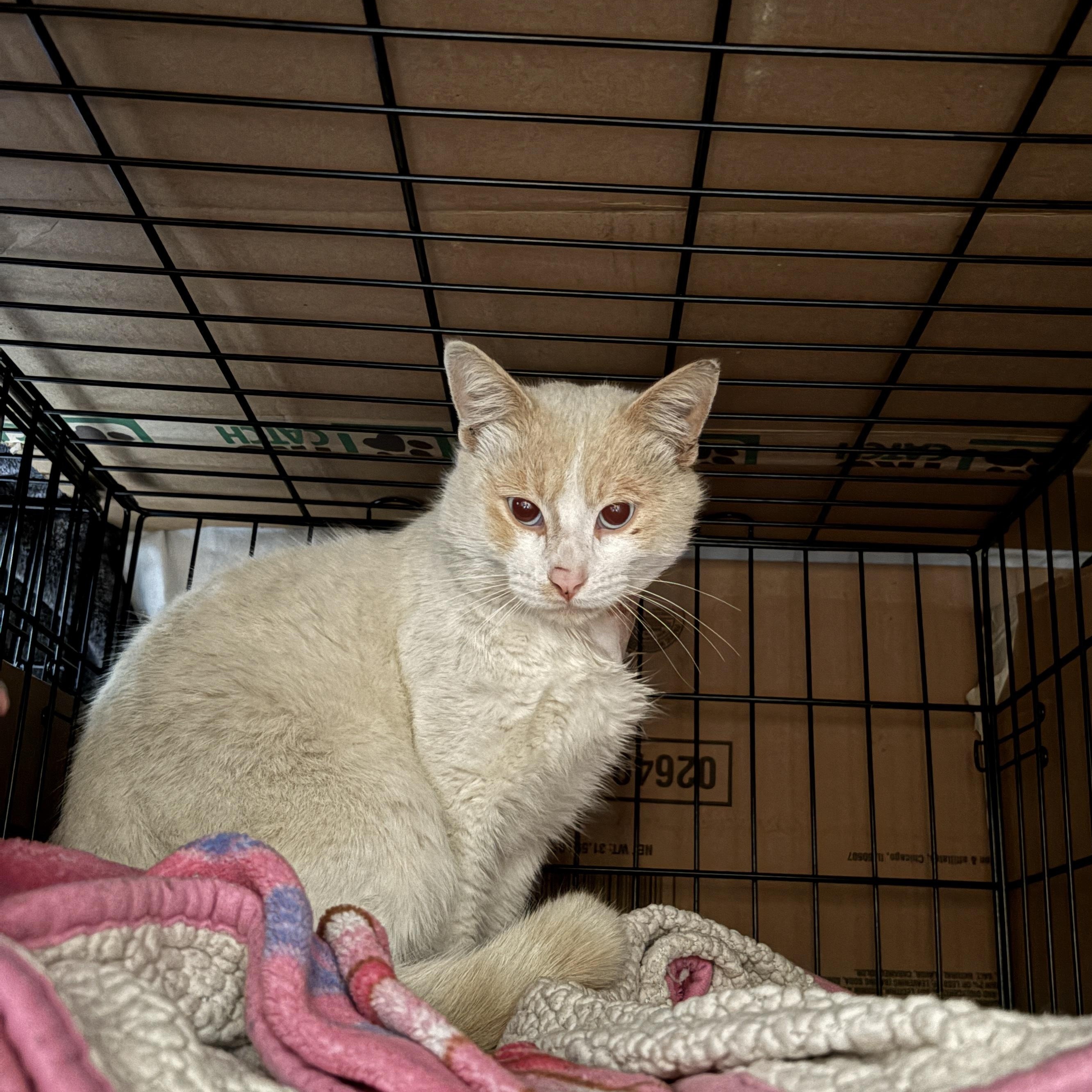 Enlarge Greyson , a ADOPTABLE mixed breed in Pacific Palisades, CA image 5/5