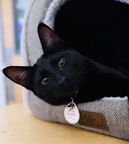 Celeste (Pounce Cat Cafe), Adoptable, Kitten Female Domestic Short Hair & Domestic Short Hair.