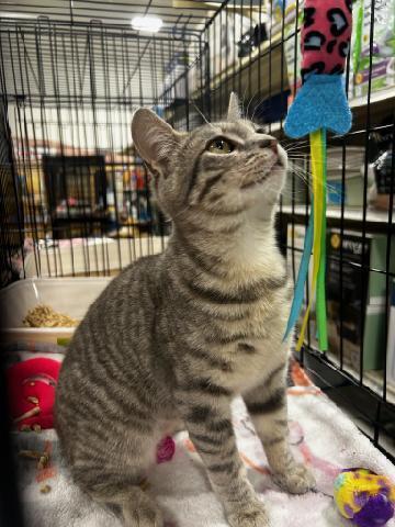 Jocelyn, Adoptable, Kitten Female Tabby.