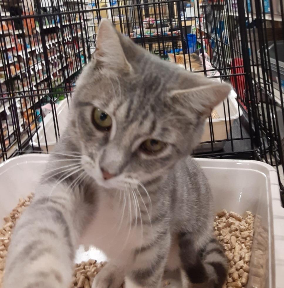 Enlarge Jocelyn, a Adoptable Tabby in Deltona, FL image 2/2