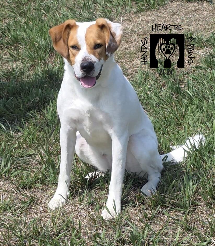 Vega, ADOPTABLE, Adult Female Hound.