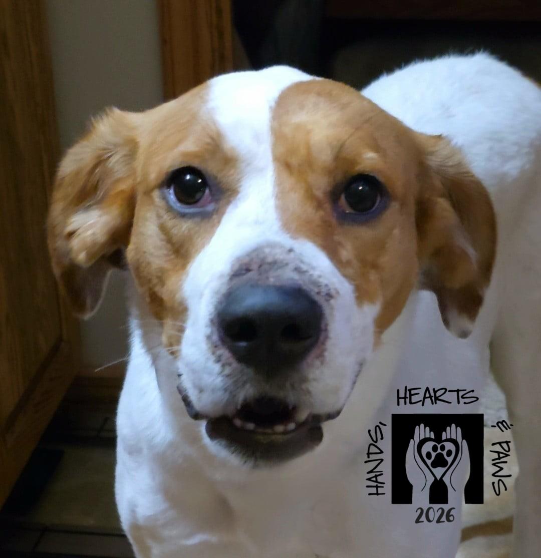 Enlarge Vega, a ADOPTABLE mixed breed in Omaha, NE image 3/4