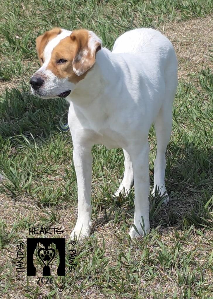 Enlarge Vega, a ADOPTABLE mixed breed in Omaha, NE image 4/4