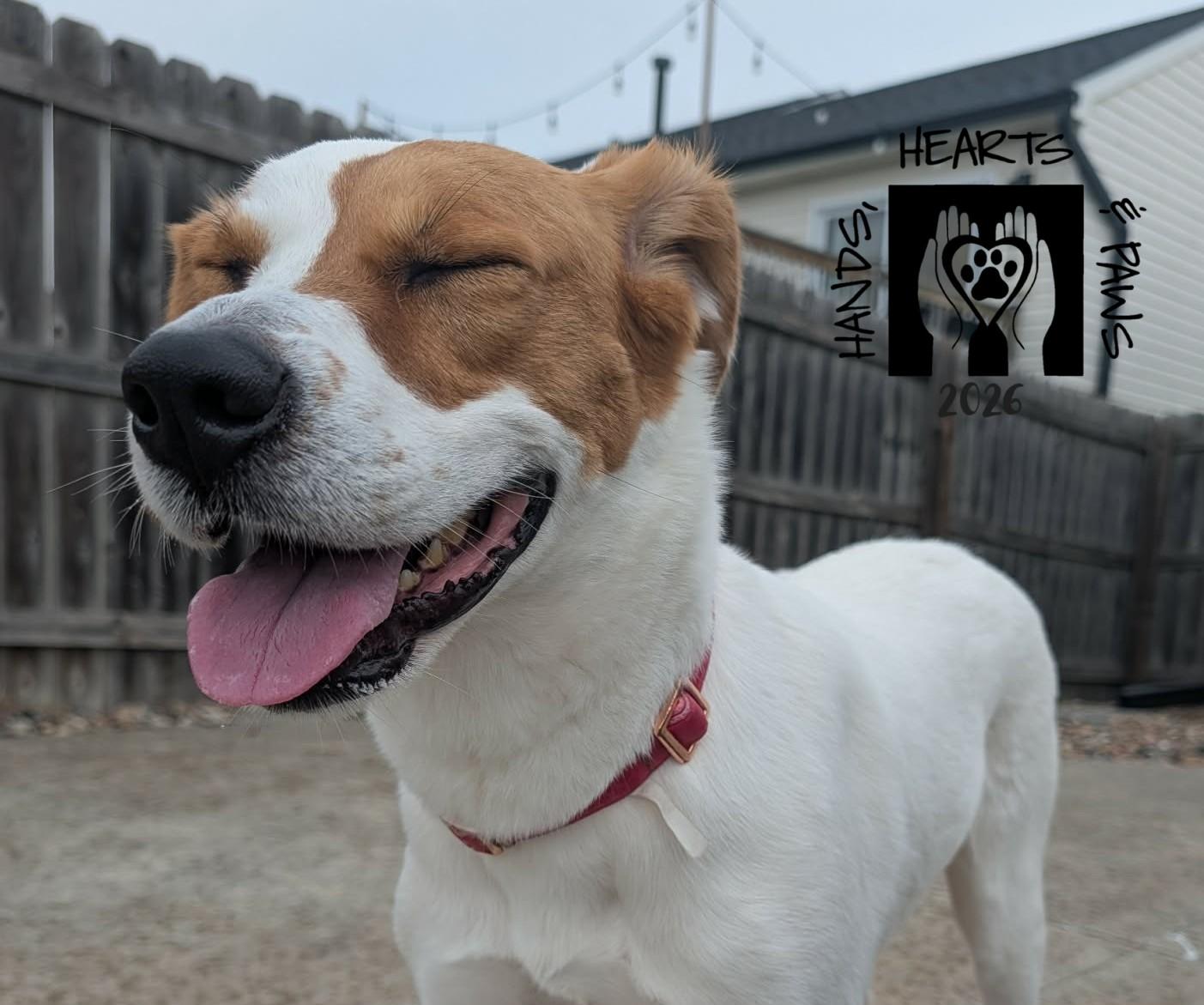 Enlarge Vega, a ADOPTABLE mixed breed in Omaha, NE image 2/4