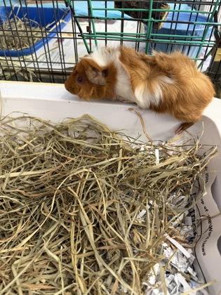 Starlight, Adoptable, Baby Female Guinea Pig.