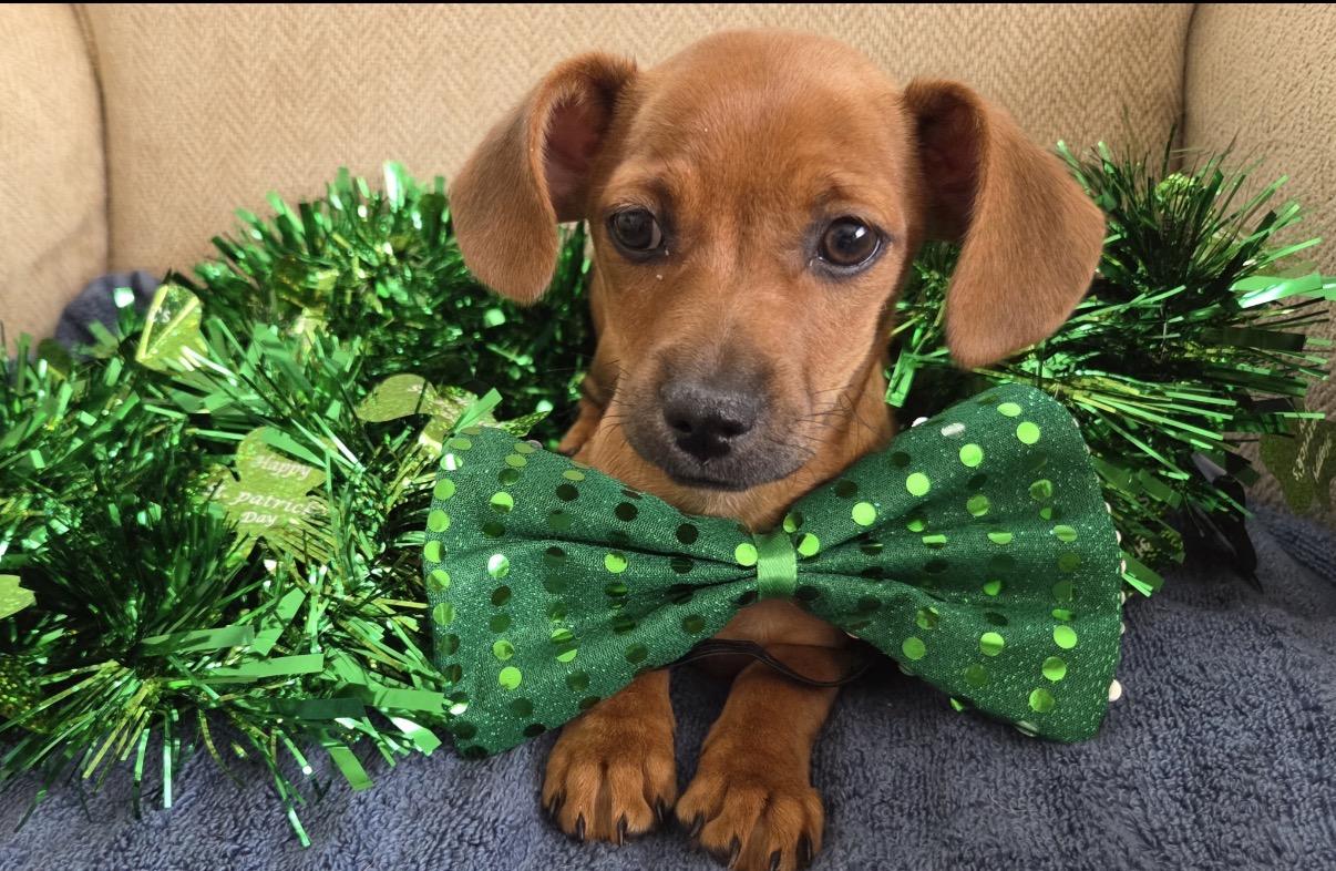 Enlarge Thelma , an adopted mixed breed in Hamilton , NJ image 1/1