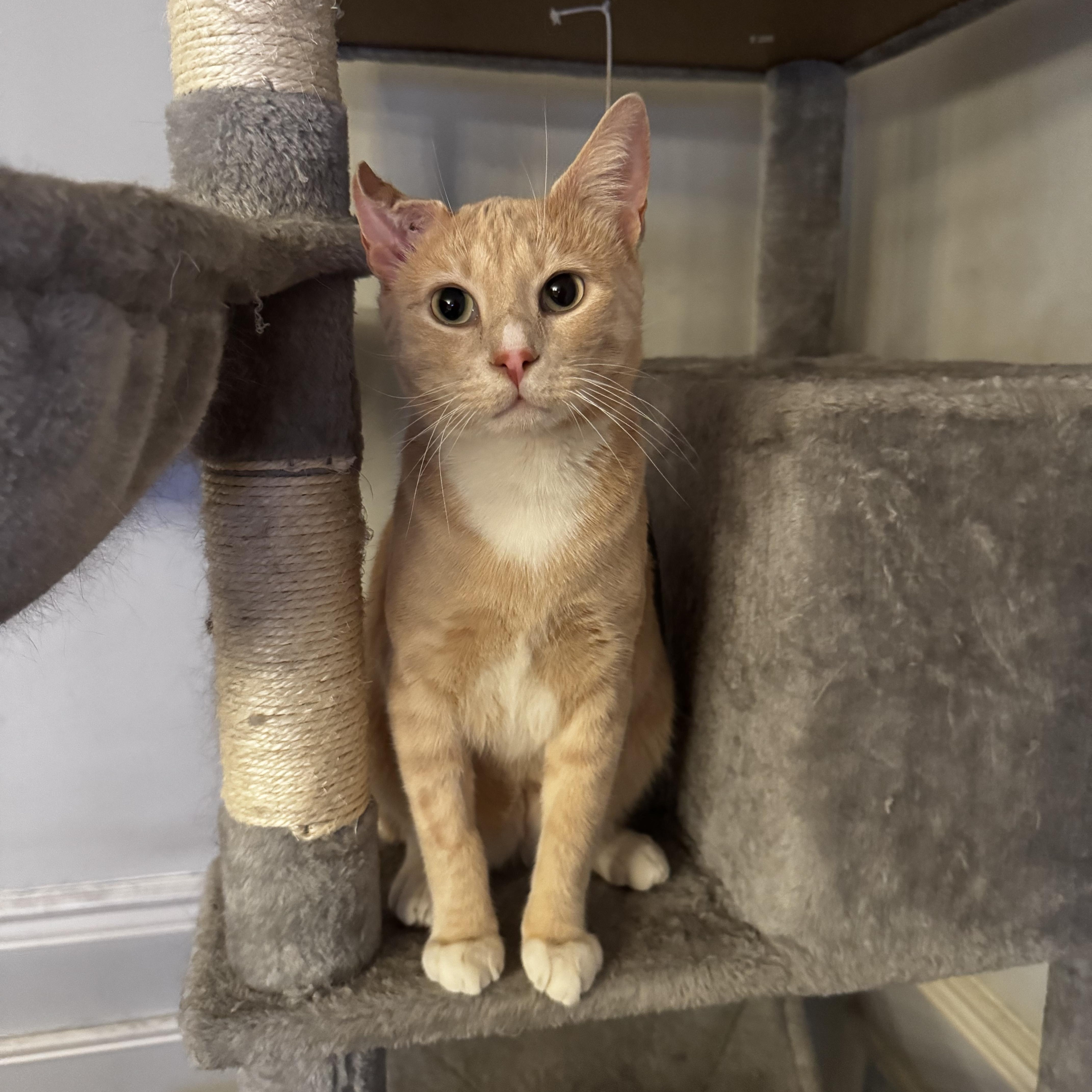 Nutmeg, a ADOPTABLE Domestic Short Hair in Brooklyn, NY image 2/6