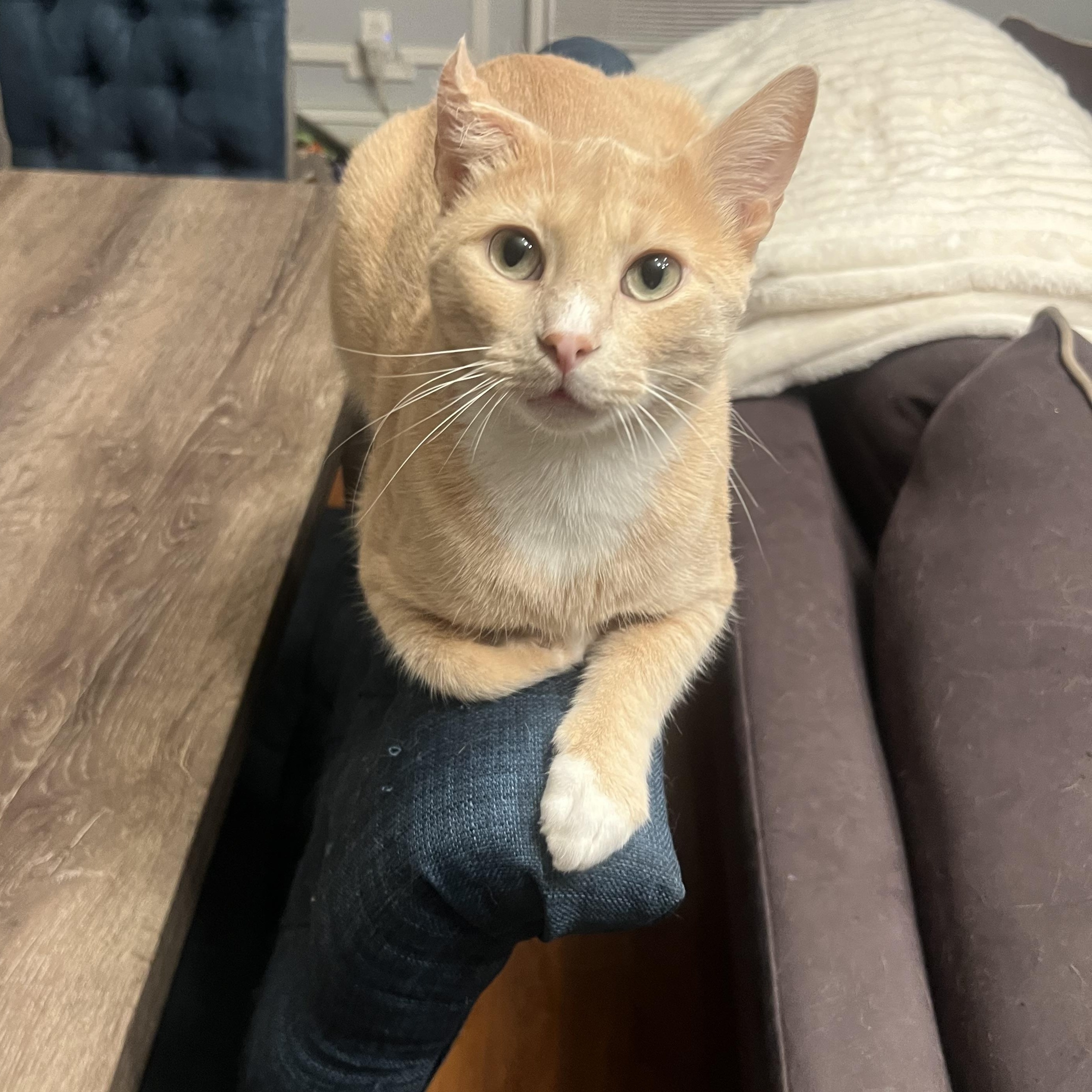 Nutmeg, a ADOPTABLE Domestic Short Hair in Brooklyn, NY image 6/6
