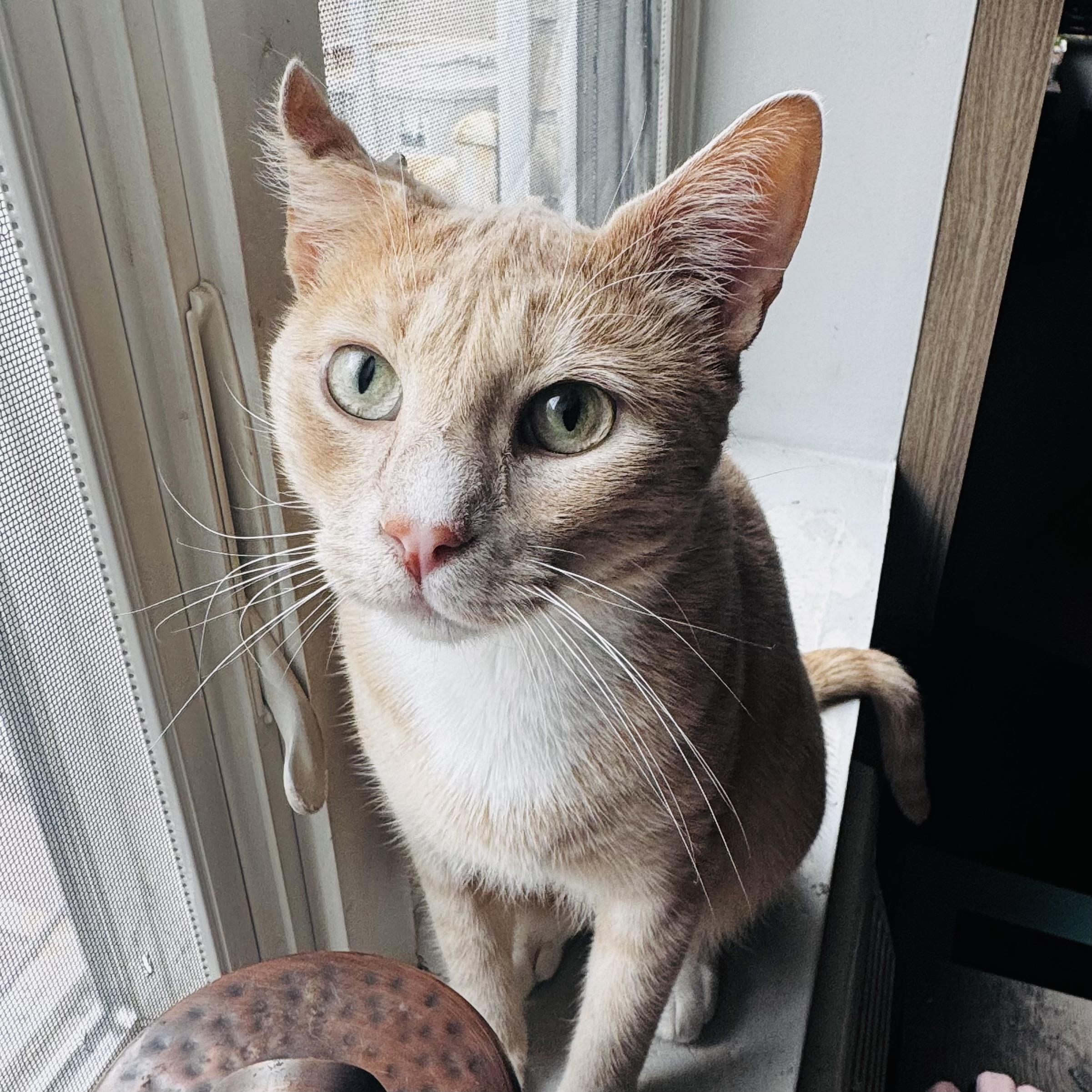 Nutmeg, ADOPTABLE, Young Male Domestic Short Hair.