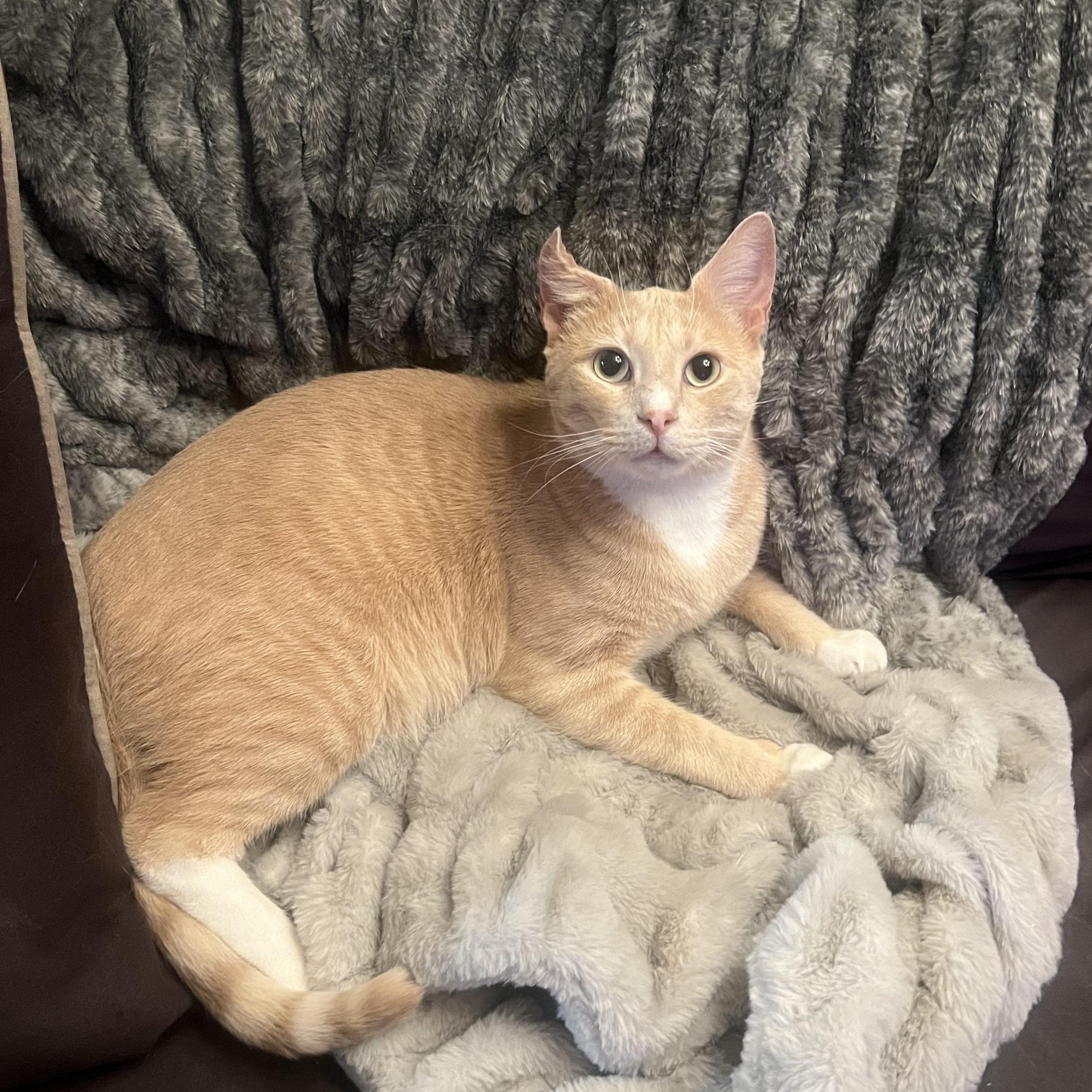 Nutmeg, a ADOPTABLE Domestic Short Hair in Brooklyn, NY image 4/6