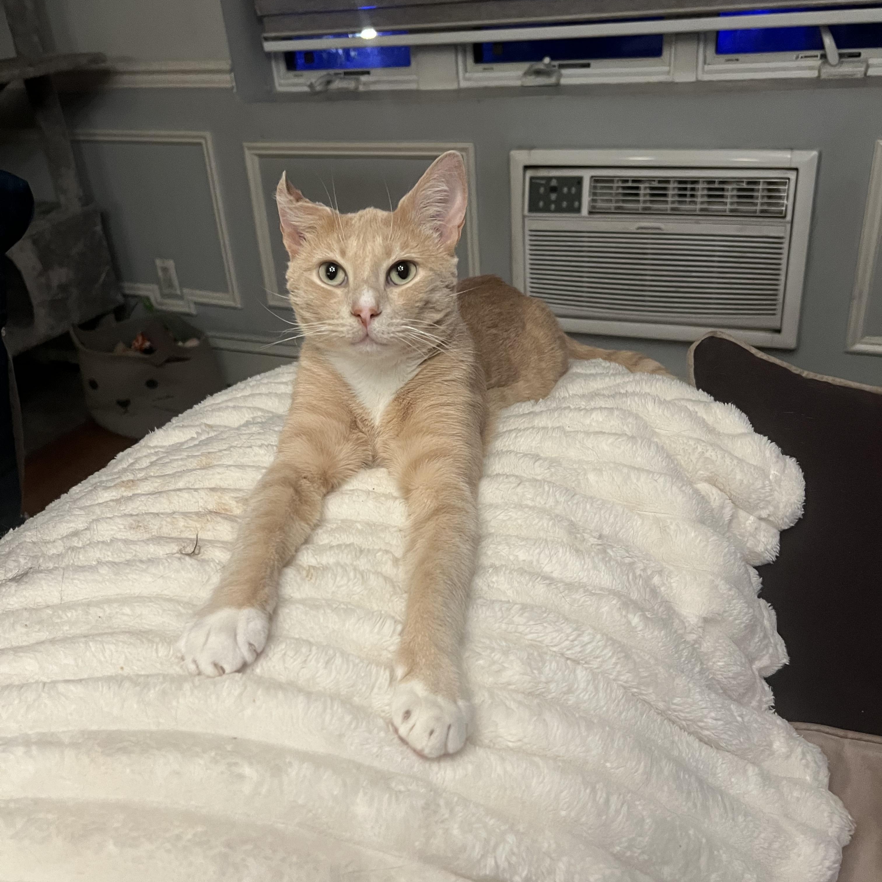 Nutmeg, a ADOPTABLE Domestic Short Hair in Brooklyn, NY image 5/6