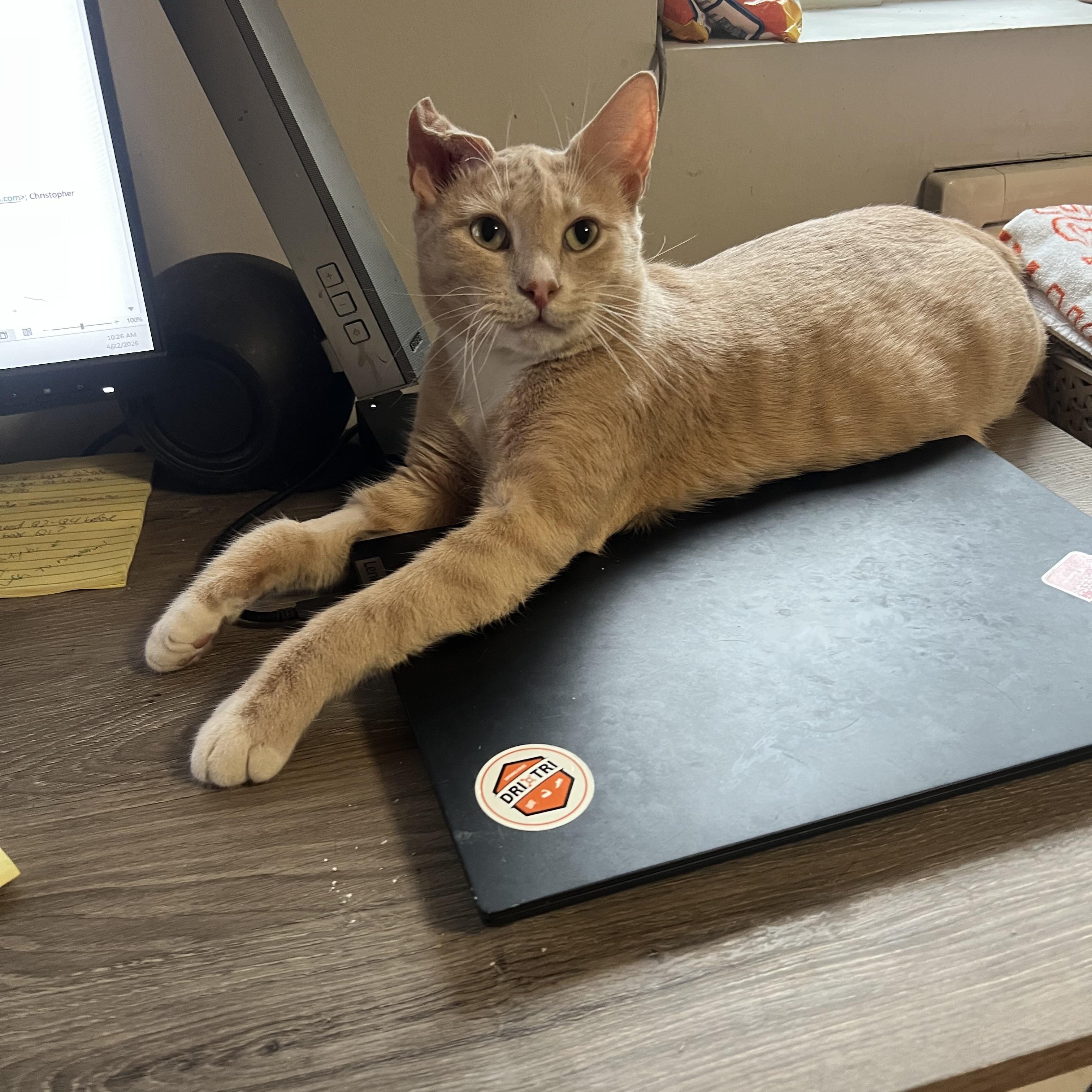 Nutmeg, a ADOPTABLE Domestic Short Hair in Brooklyn, NY image 3/6