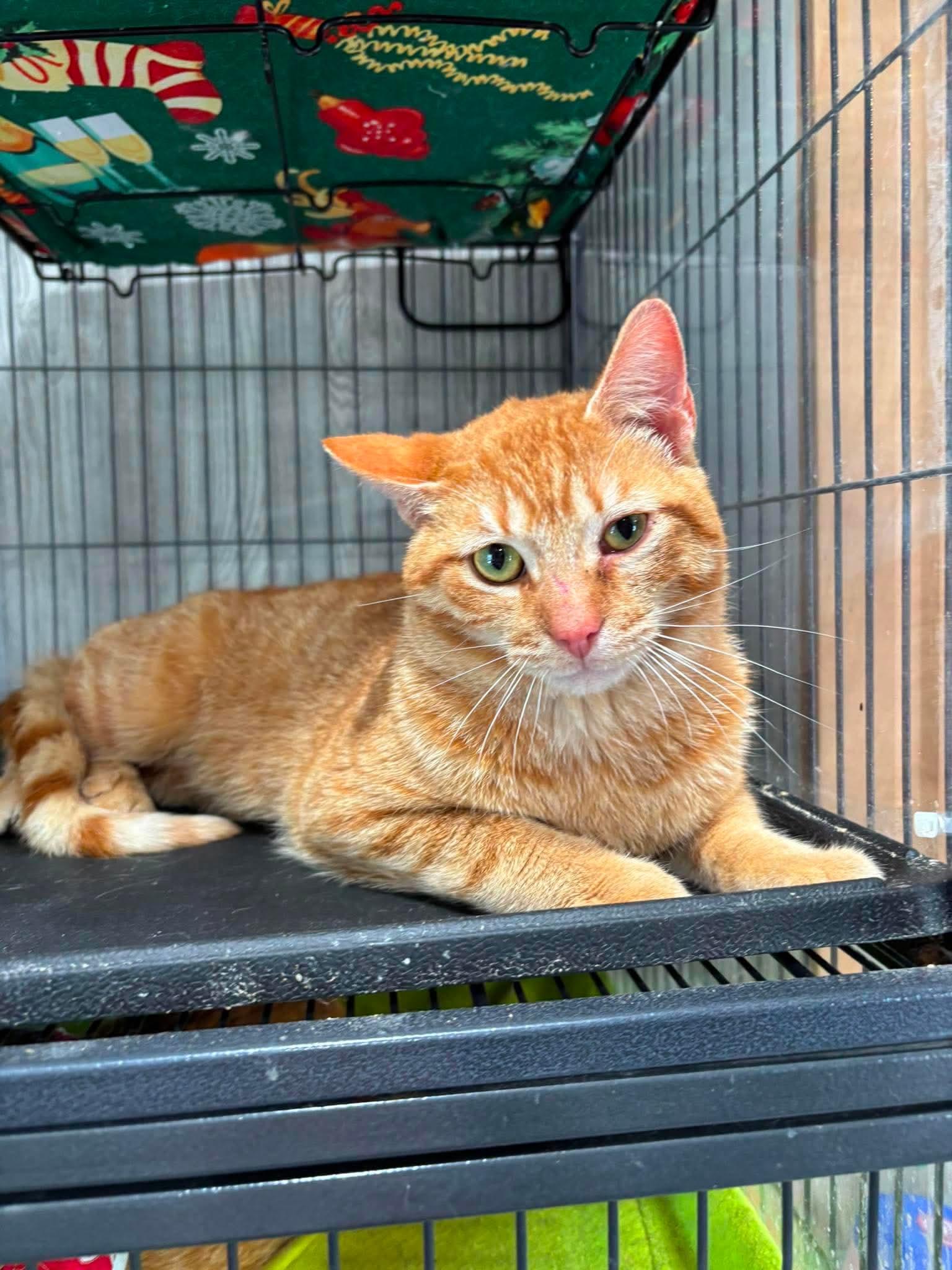 GUPPY, a Adoptable Domestic Short Hair in Tillsonburg, ON image 1/2