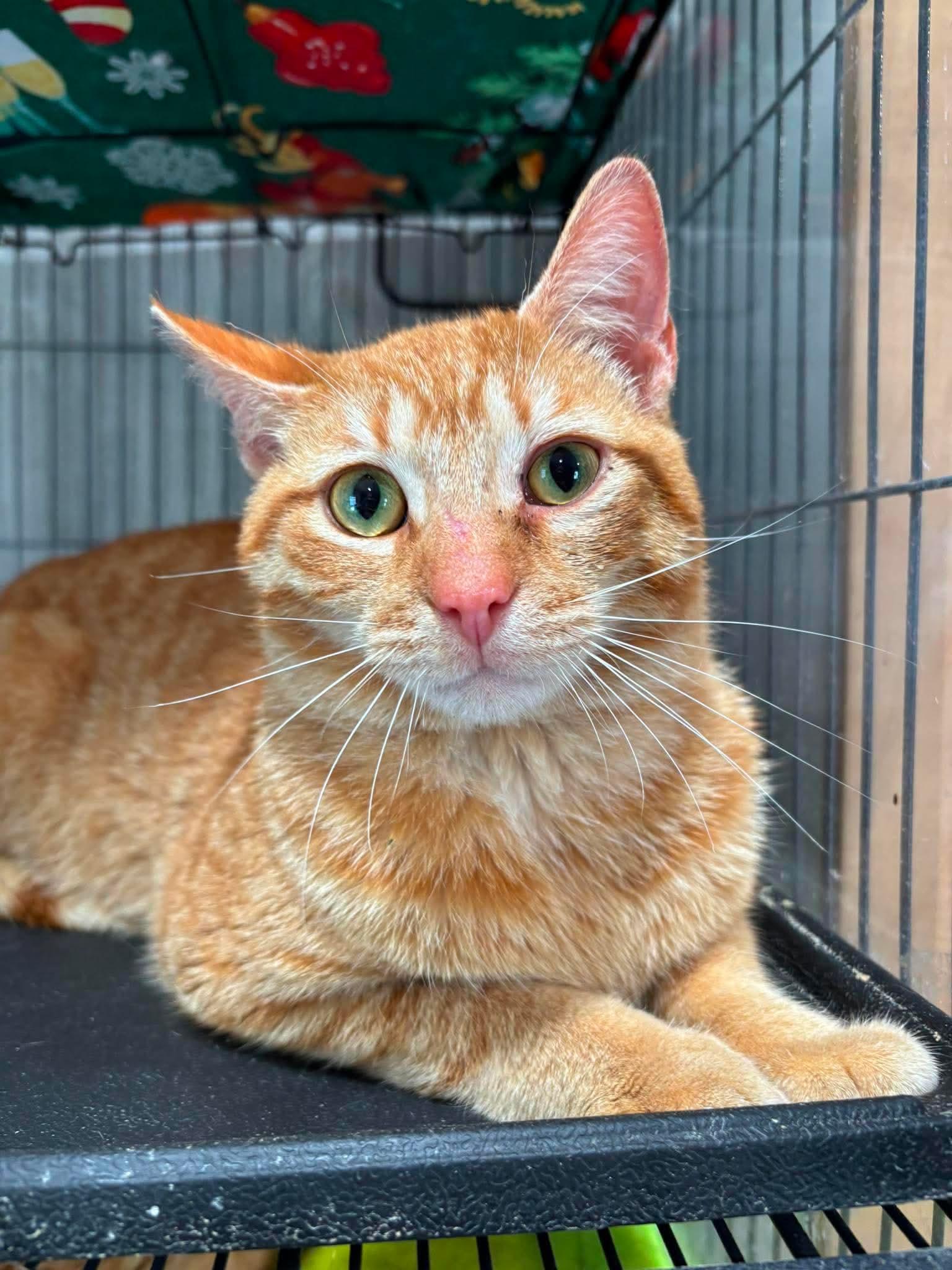 GUPPY, a Adoptable Domestic Short Hair in Tillsonburg, ON image 2/2