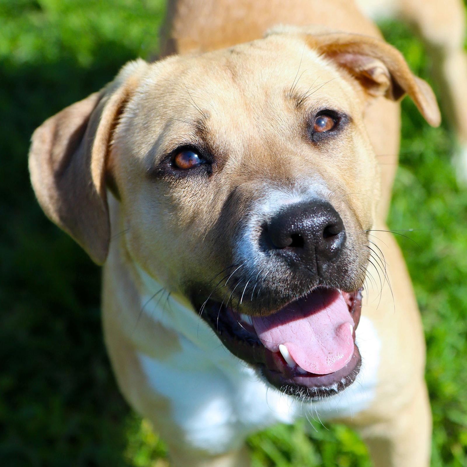 Enlarge Luna Llena, a Adoptable Boxer in Kansas City, MO image 1/3
