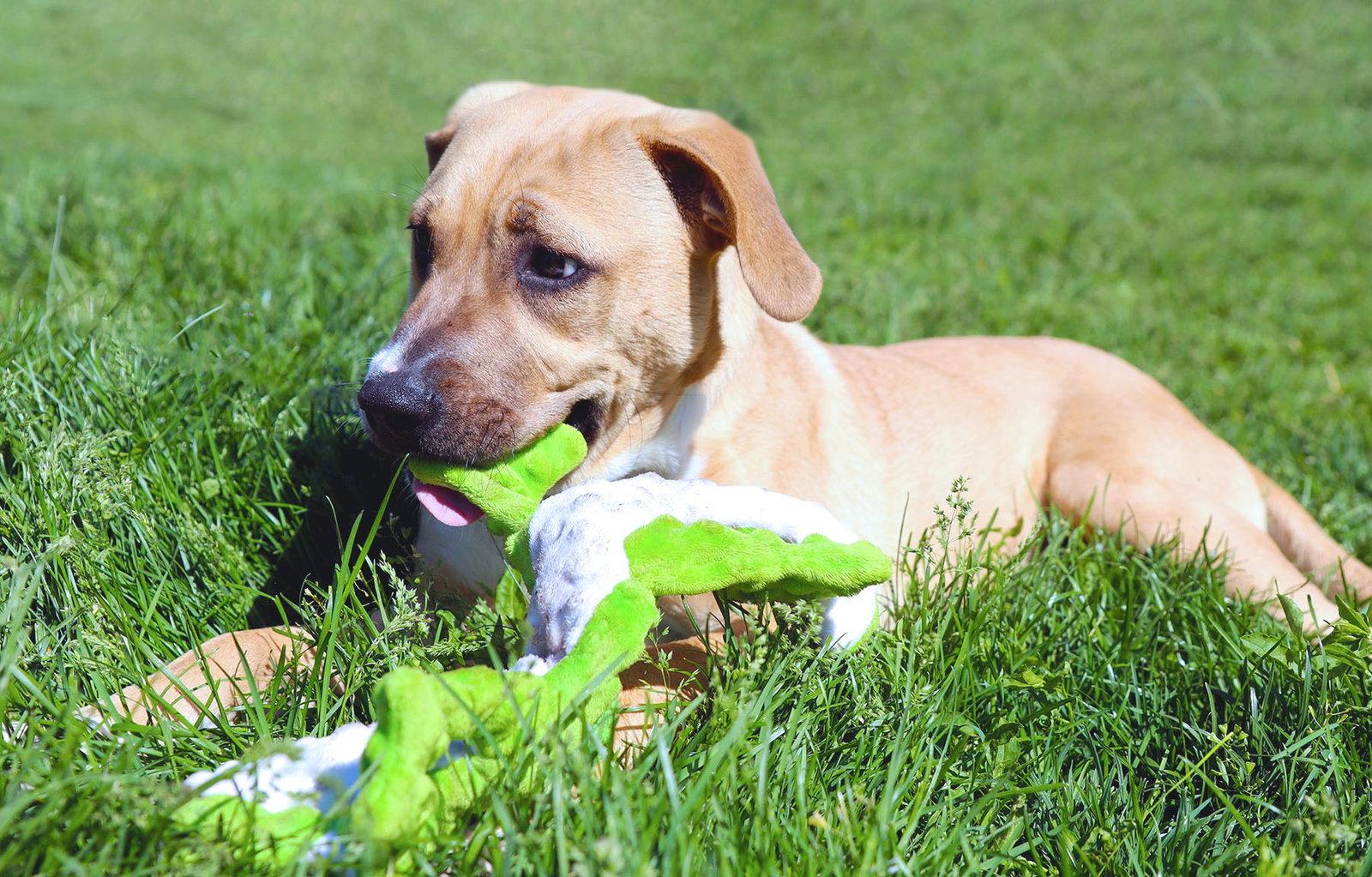 Enlarge Luna Llena, a Adoptable Boxer in Kansas City, MO image 2/3