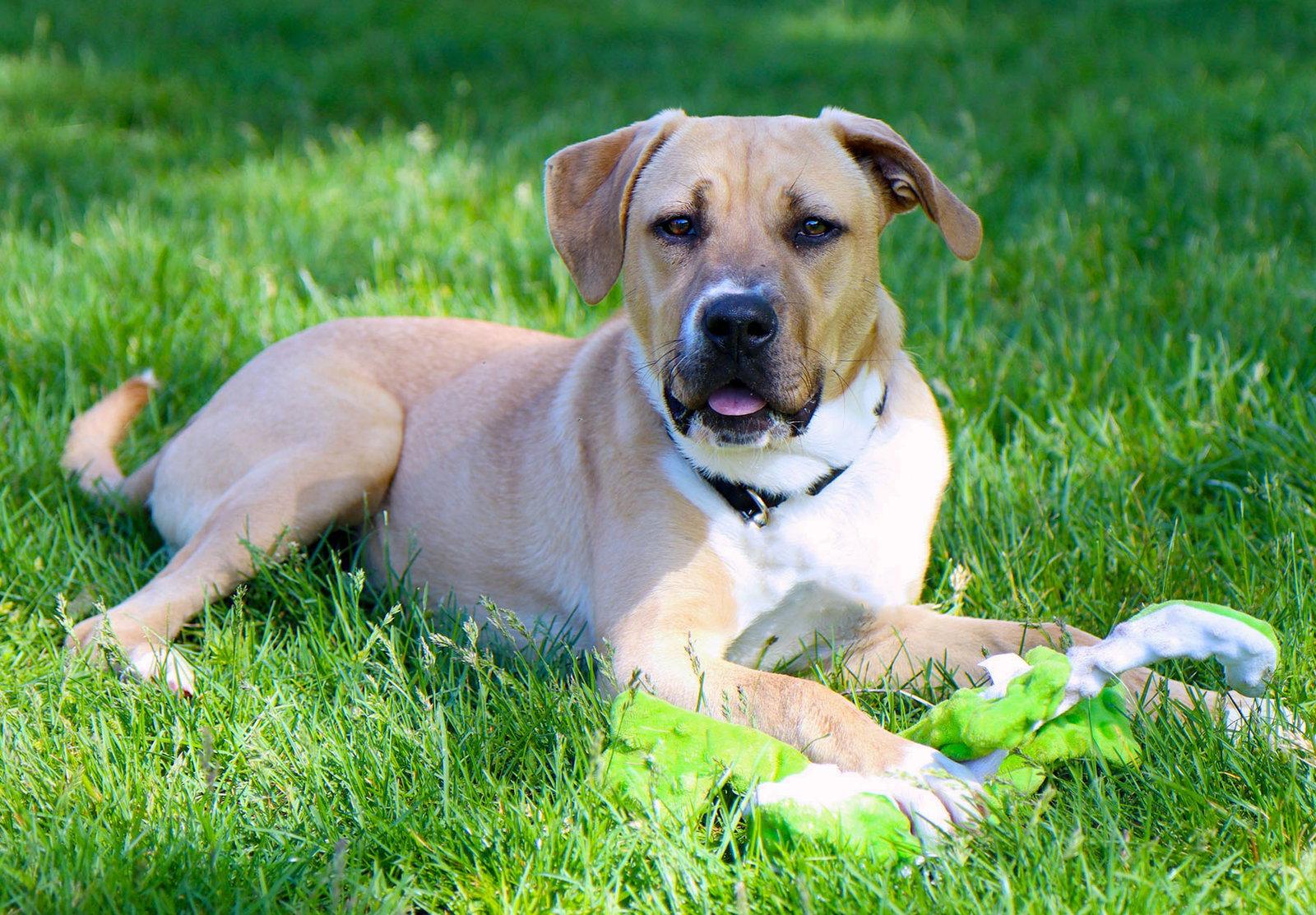 Enlarge Luna Llena, a Adoptable Boxer in Kansas City, MO image 3/3