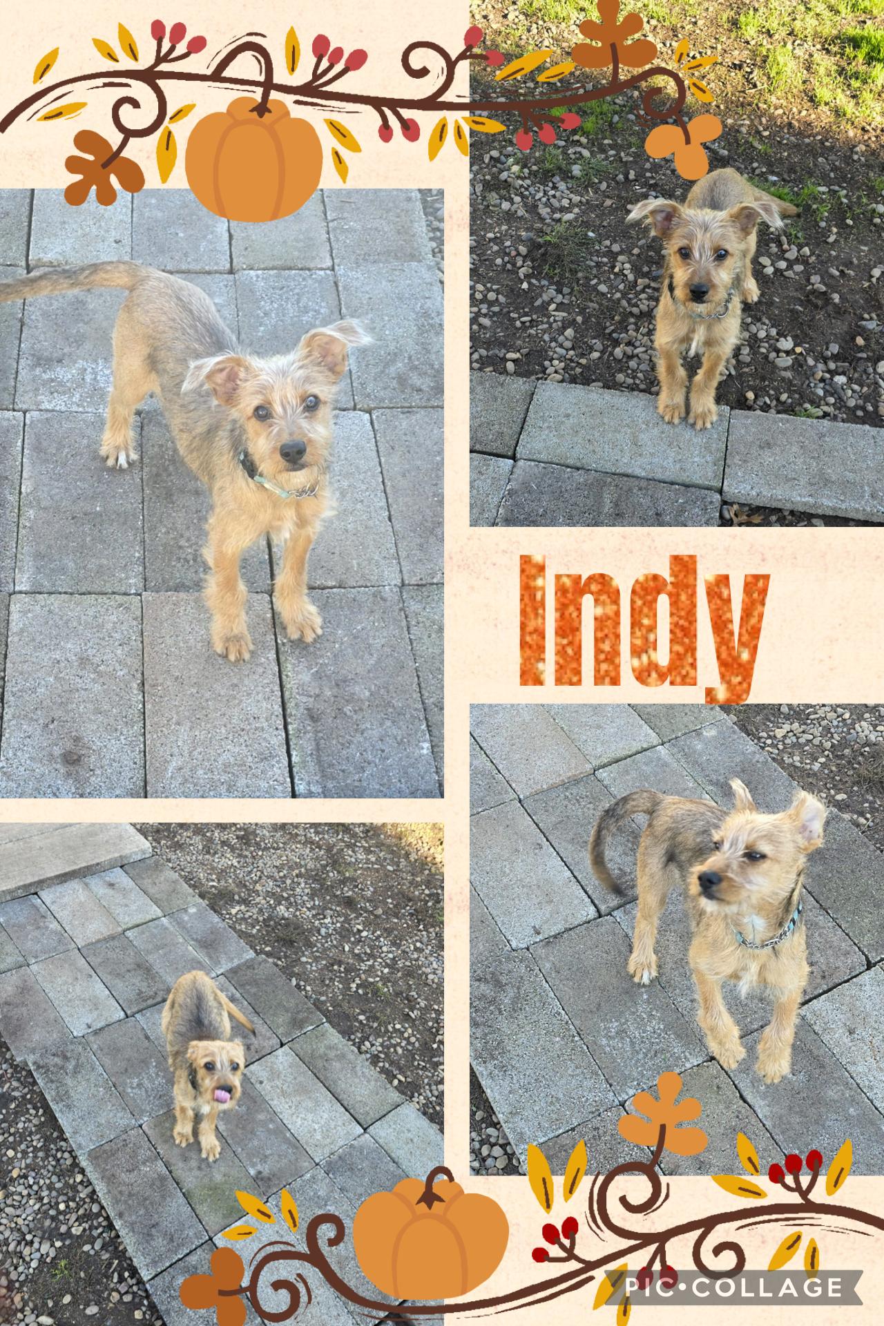 Dog available for adoption - None