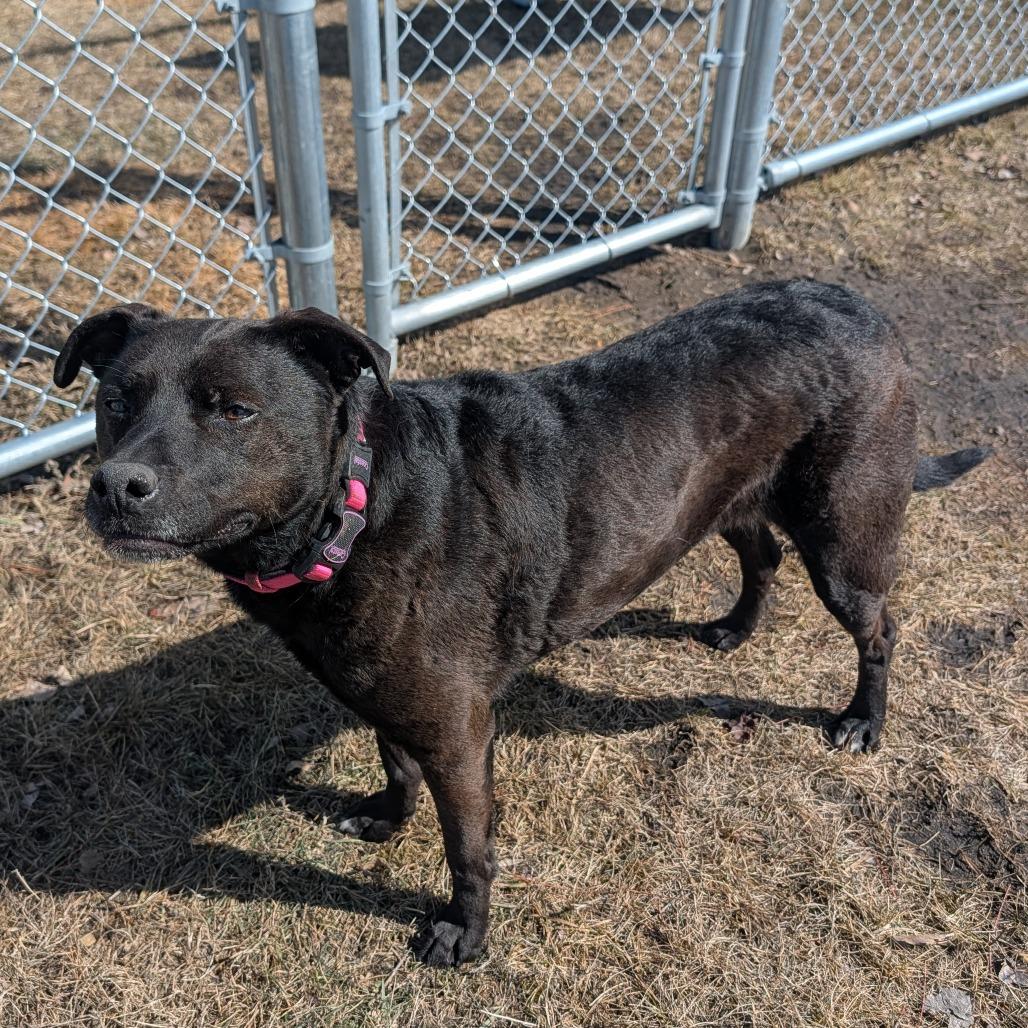 Star, Adoptable, Adult Female Mixed Breed.