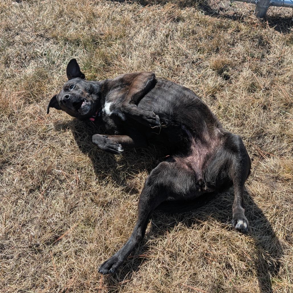 Enlarge Star, a Adoptable Mixed Breed in Detroit Lakes, MN image 1/6