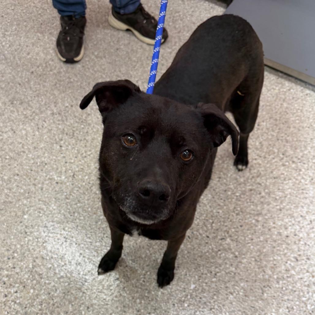 Star, a Adoptable Mixed Breed in Detroit Lakes, MN image 3/6