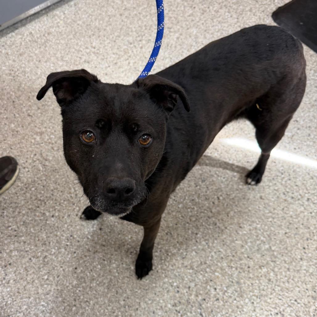 Star, a Adoptable Mixed Breed in Detroit Lakes, MN image 4/6