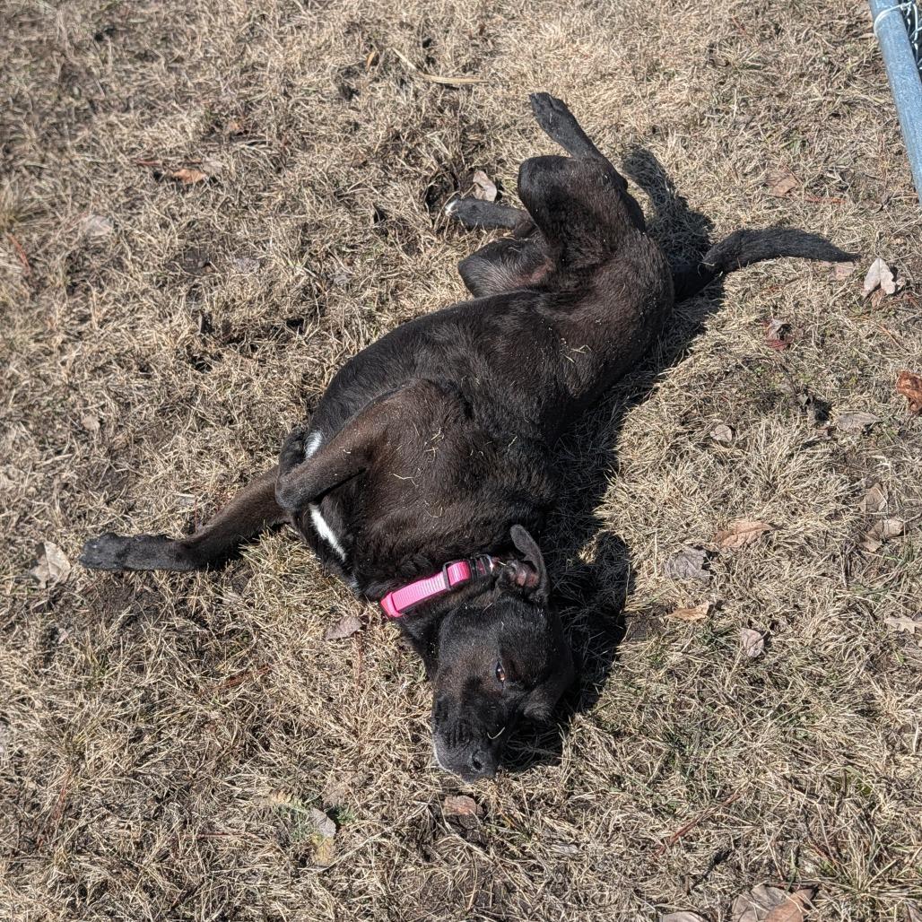 Star, a Adoptable Mixed Breed in Detroit Lakes, MN image 5/6