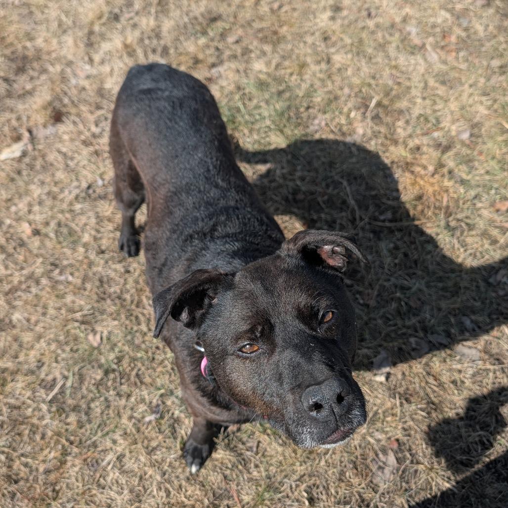 Star, a Adoptable Mixed Breed in Detroit Lakes, MN image 6/6