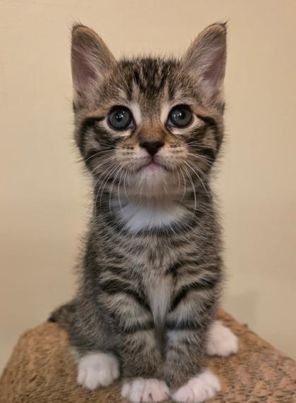 Howie, adopted, Kitten Male Domestic Short Hair.