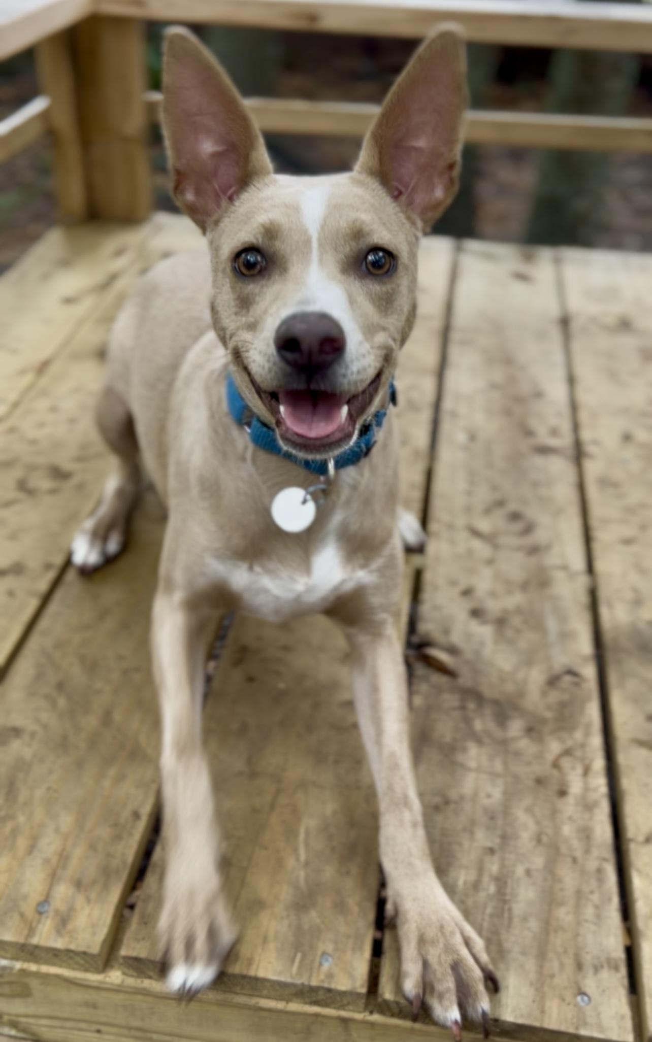 Costello, a Adoptable Mixed Breed in Charleston, SC image 4/6