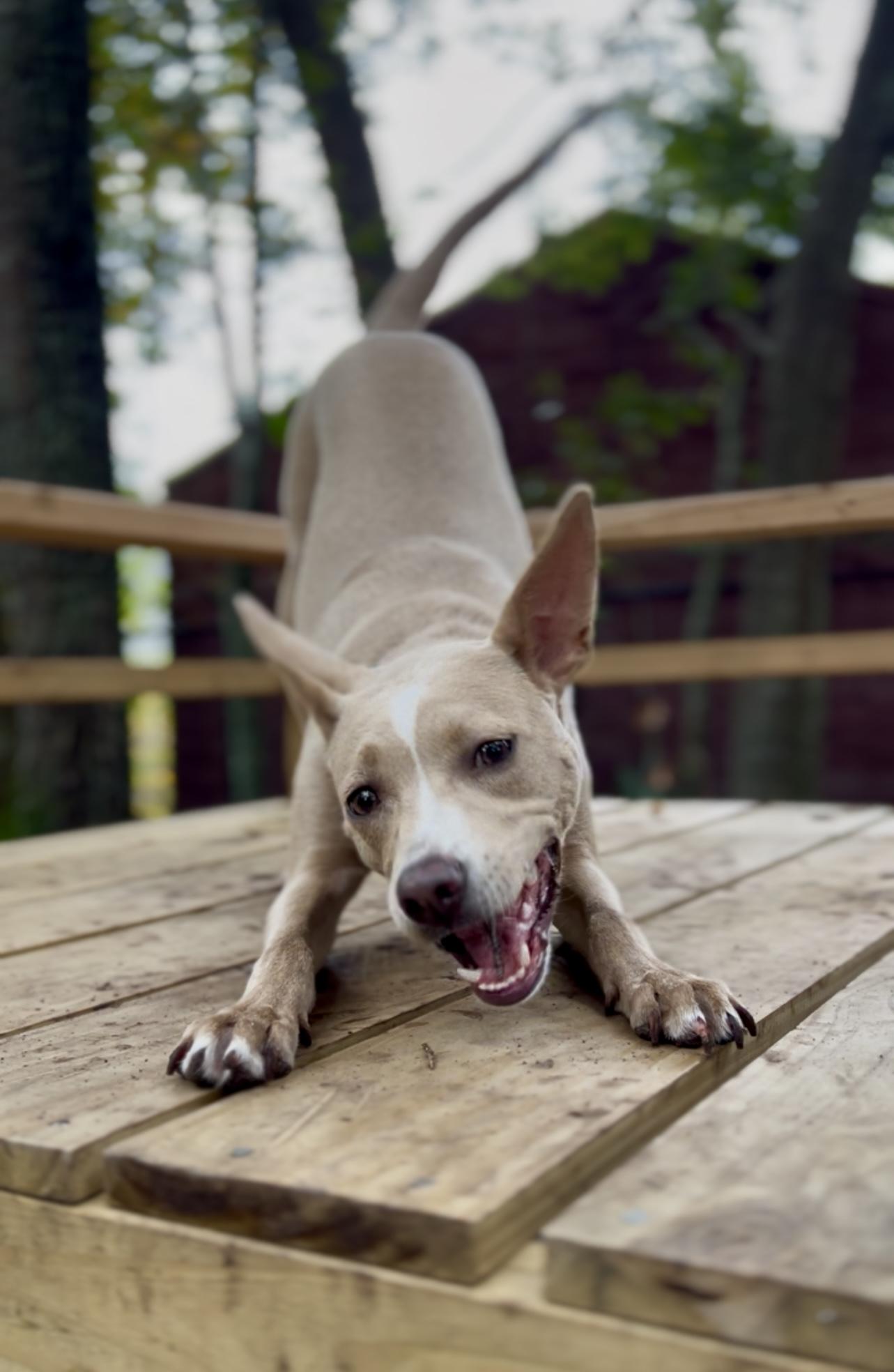 Costello, a Adoptable Mixed Breed in Charleston, SC image 2/6