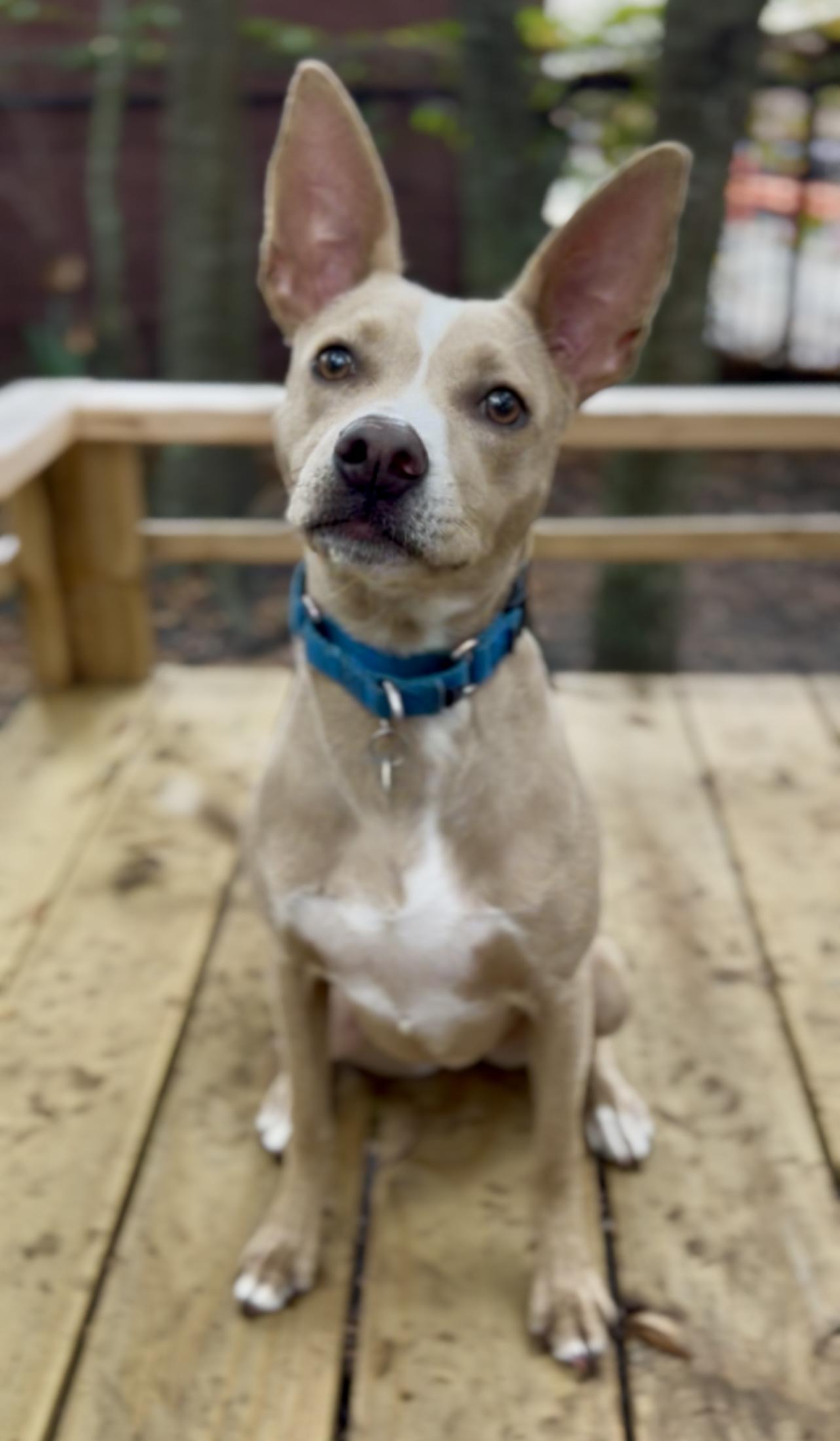 Costello, a Adoptable Mixed Breed in Charleston, SC image 3/6