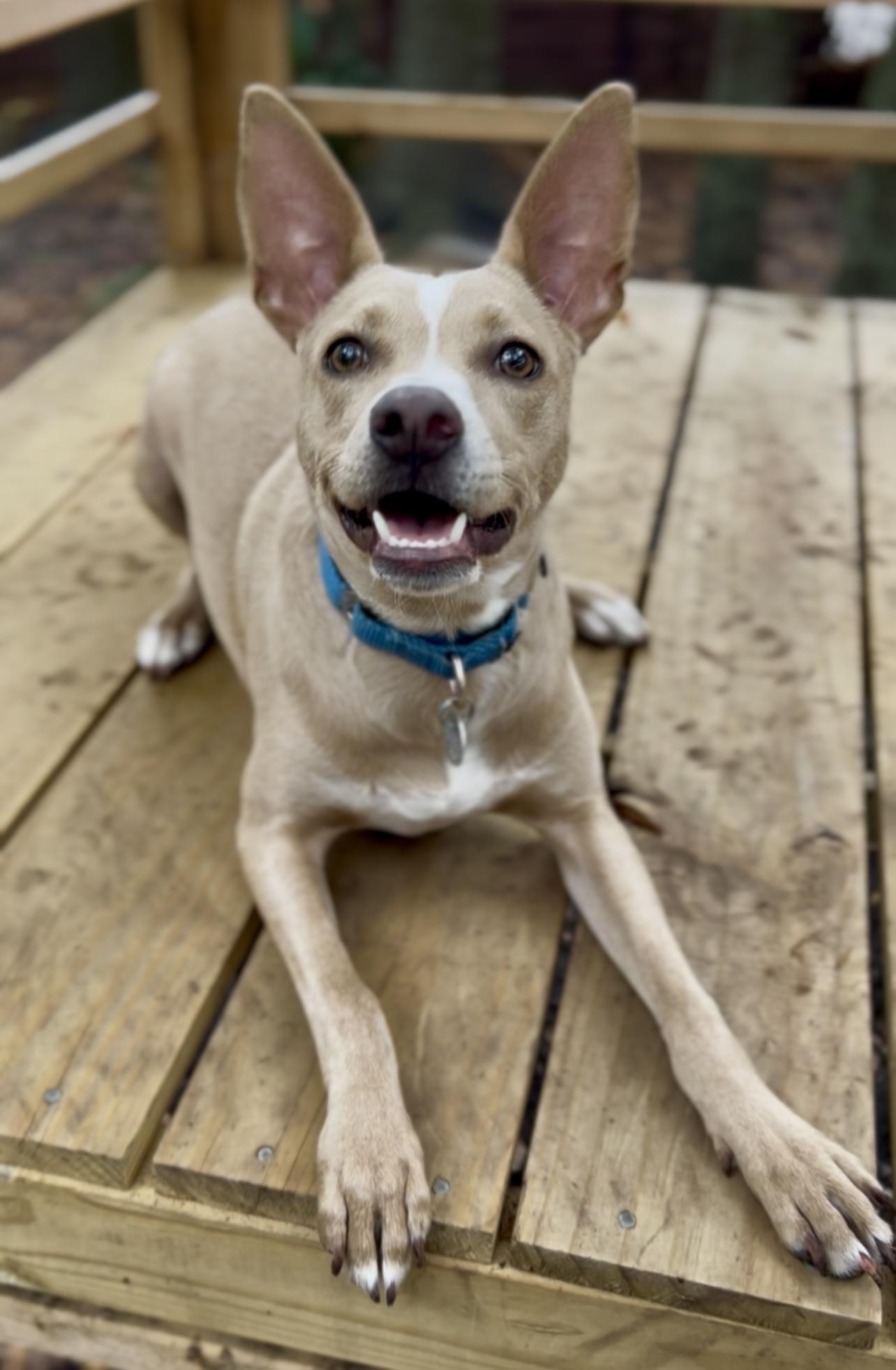 Costello, a Adoptable Mixed Breed in Charleston, SC image 1/6