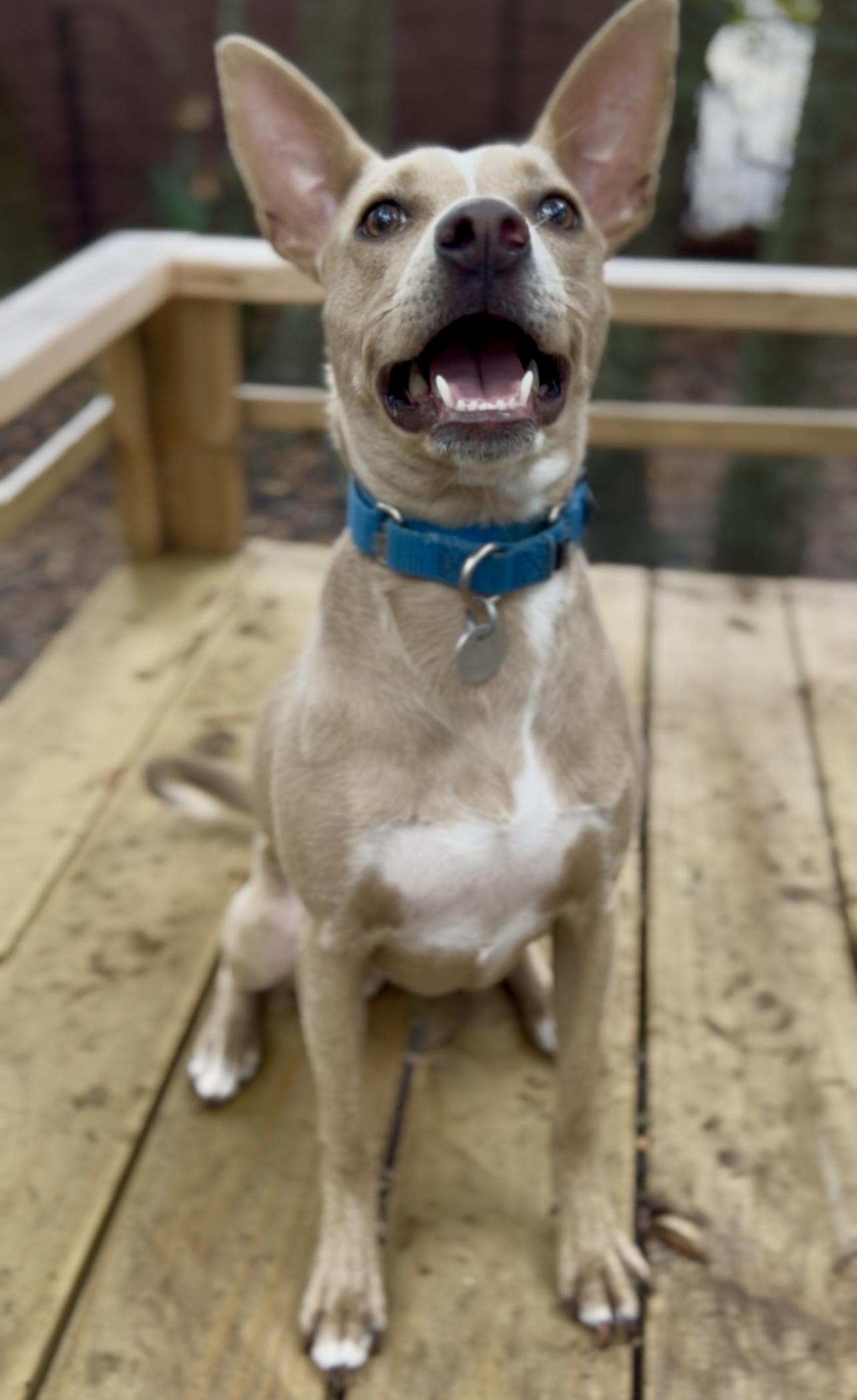 Costello, a Adoptable Mixed Breed in Charleston, SC image 5/6