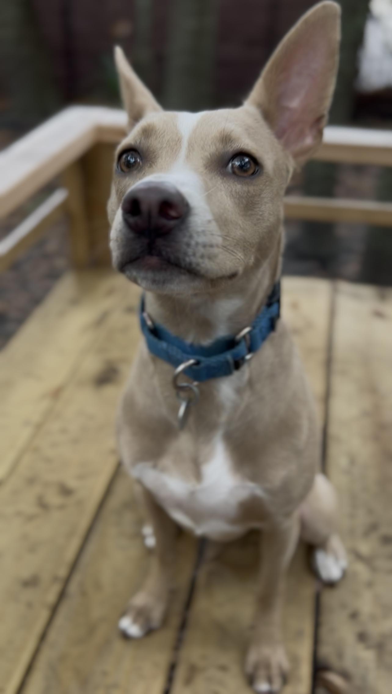 Costello, a Adoptable Mixed Breed in Charleston, SC image 6/6