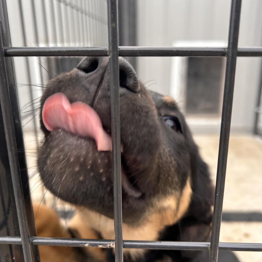 Enlarge Reese, a Adoptable mixed breed in Bendena, KS image 1/1